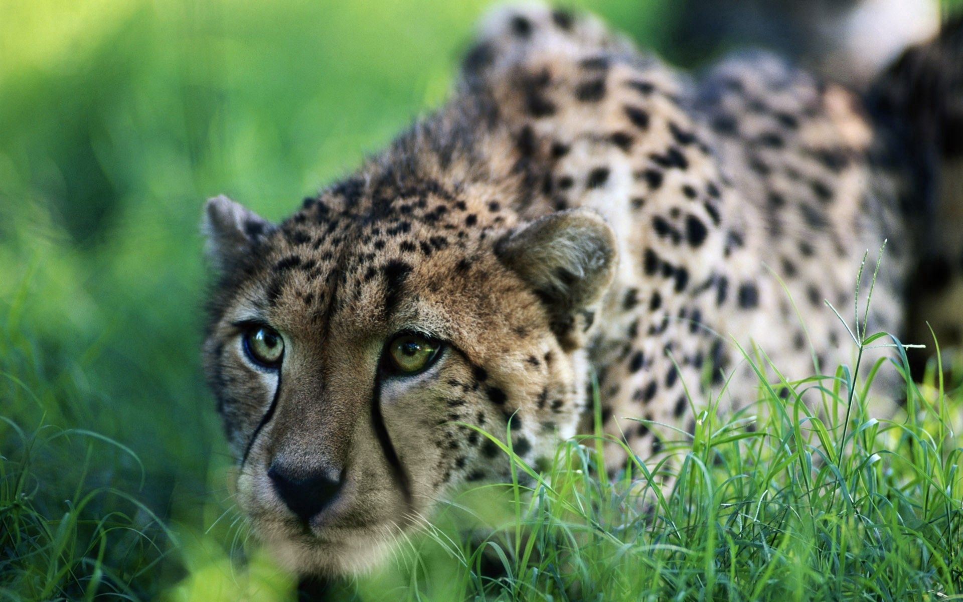 Download mobile wallpaper Sit, Grass, Big Cat, Hunting, Hunt, Animals, Cheetah for free.