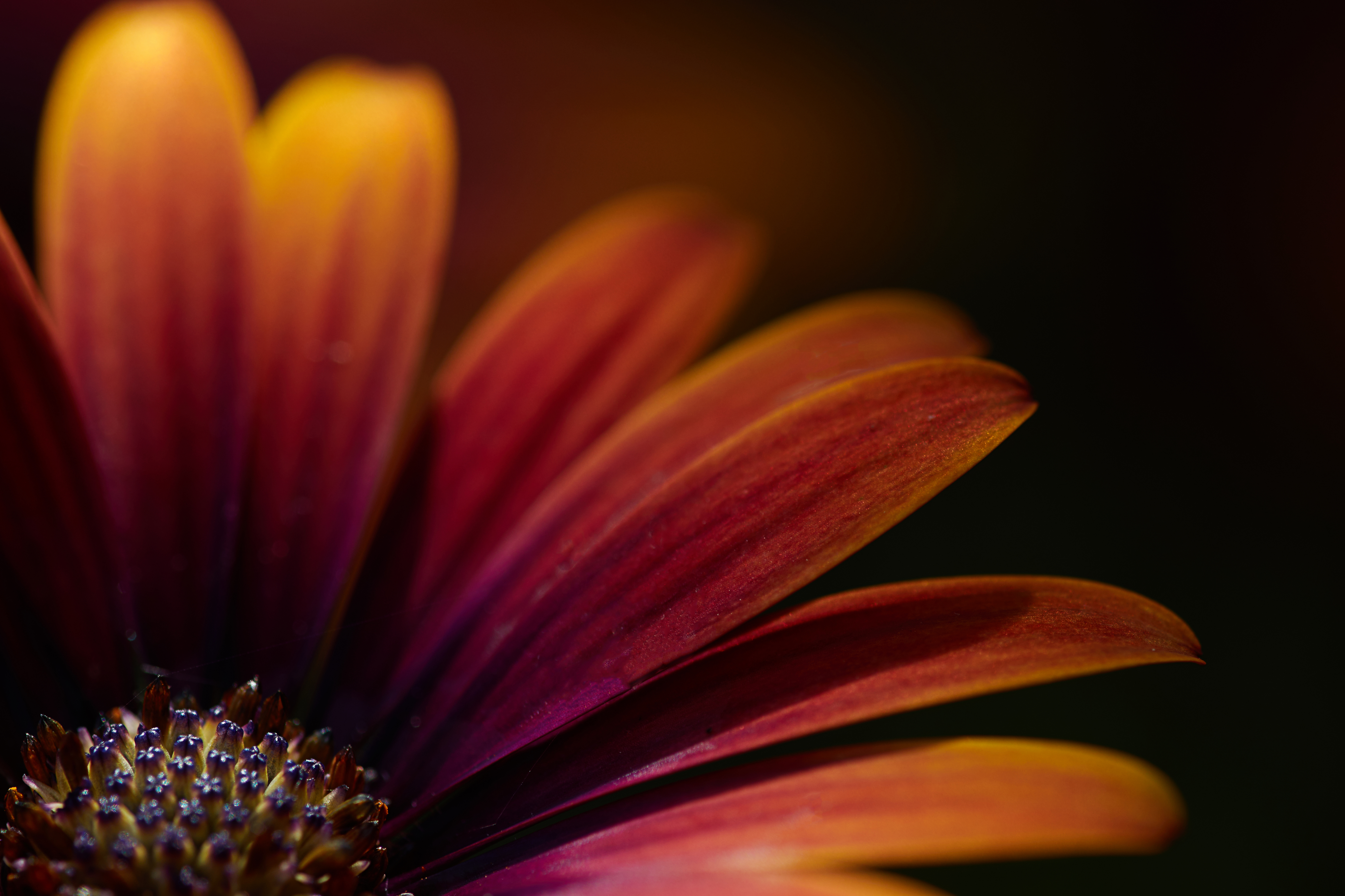 Laden Sie das Blumen, Fokus, Blume, Makro, Blütenblätter-Bild kostenlos auf Ihren PC-Desktop herunter
