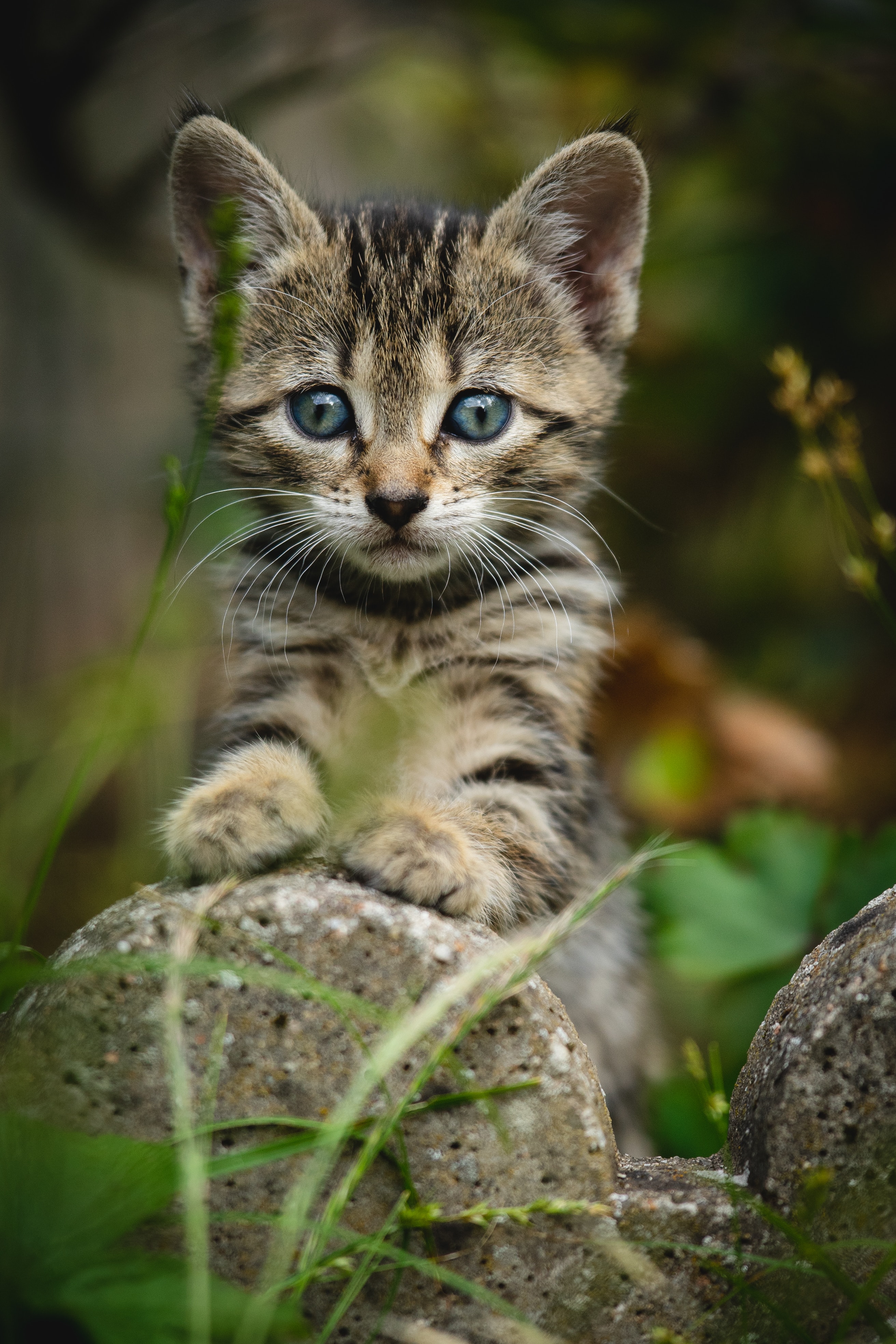 cat, animals, kitty, kitten, striped, sight, opinion, nice, sweetheart High Definition image