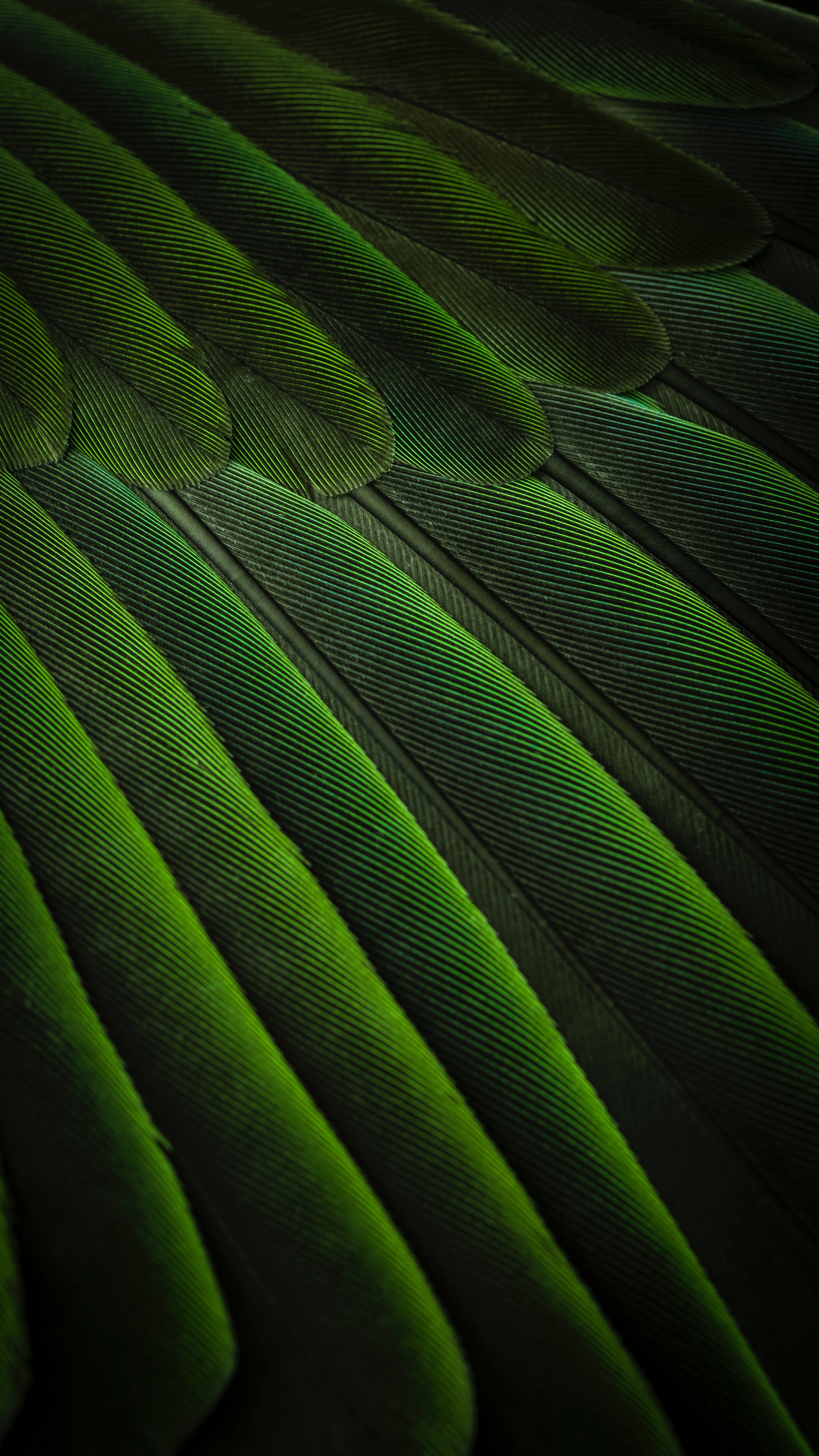 feather, textures, green, background, bird, texture, color Smartphone Background