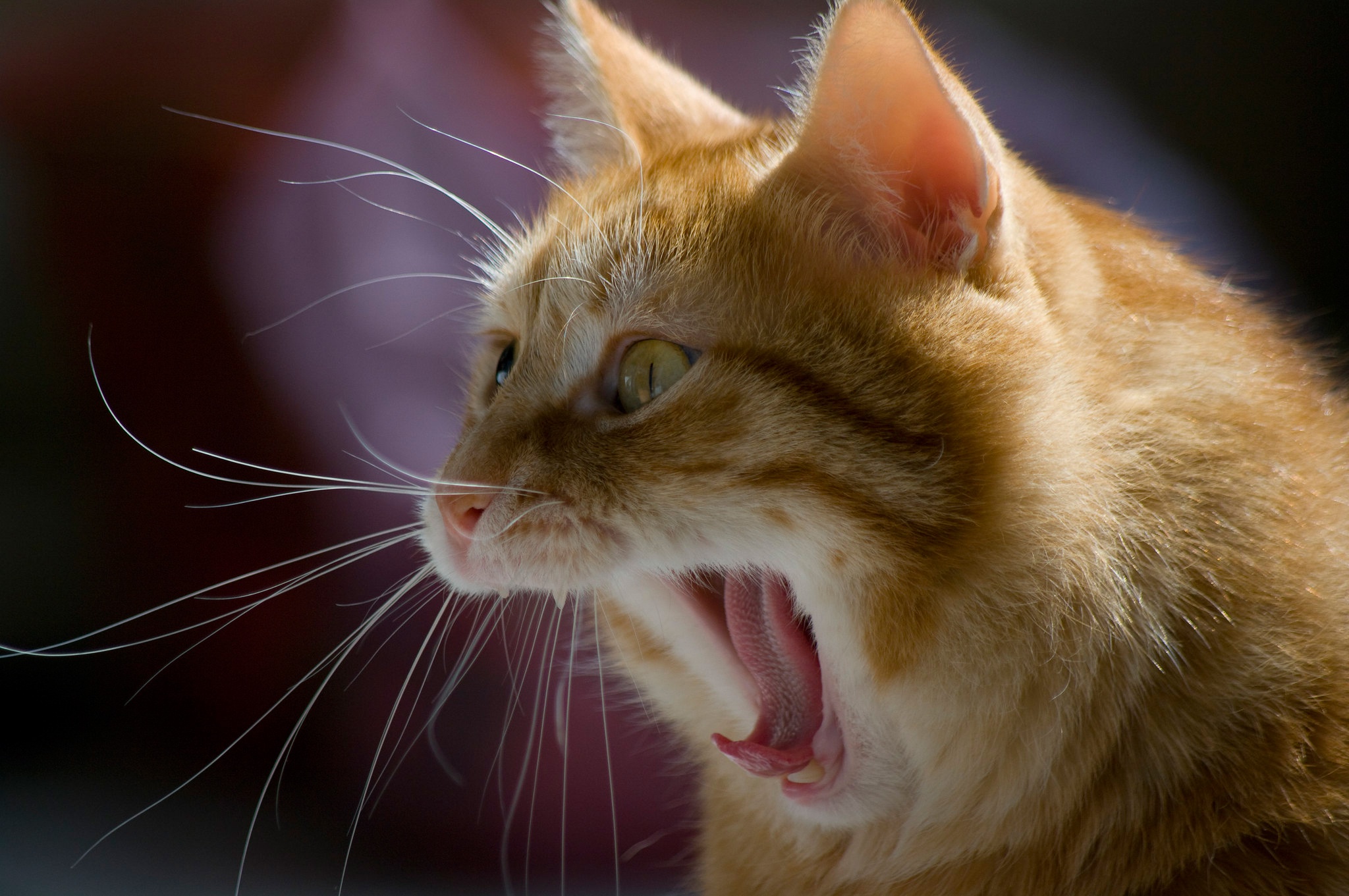 animal, cat, yawn, cats wallpaper for mobile