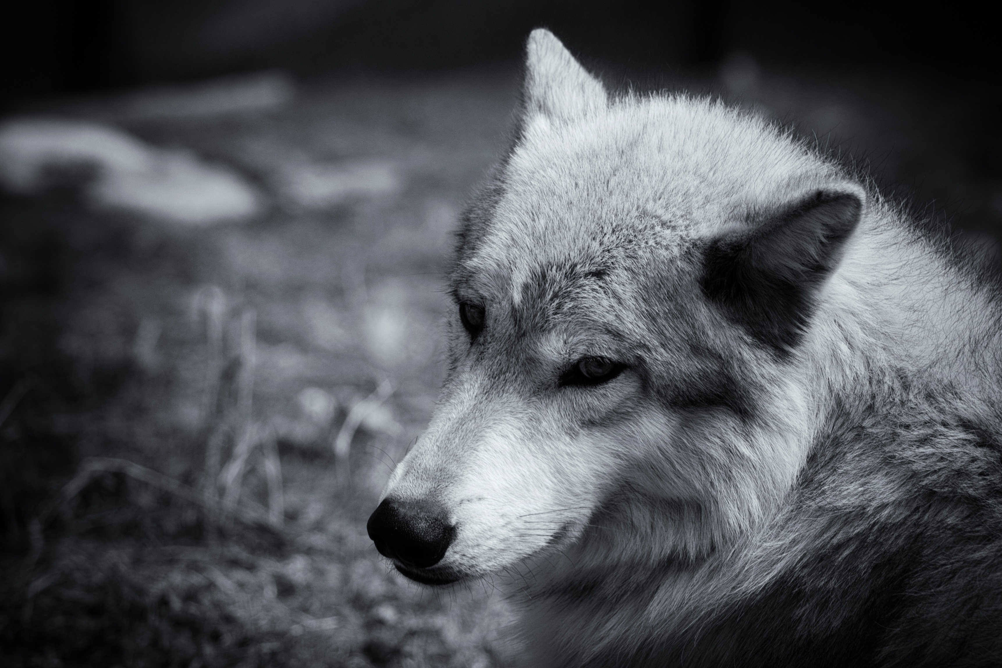 Фото волка одиночки