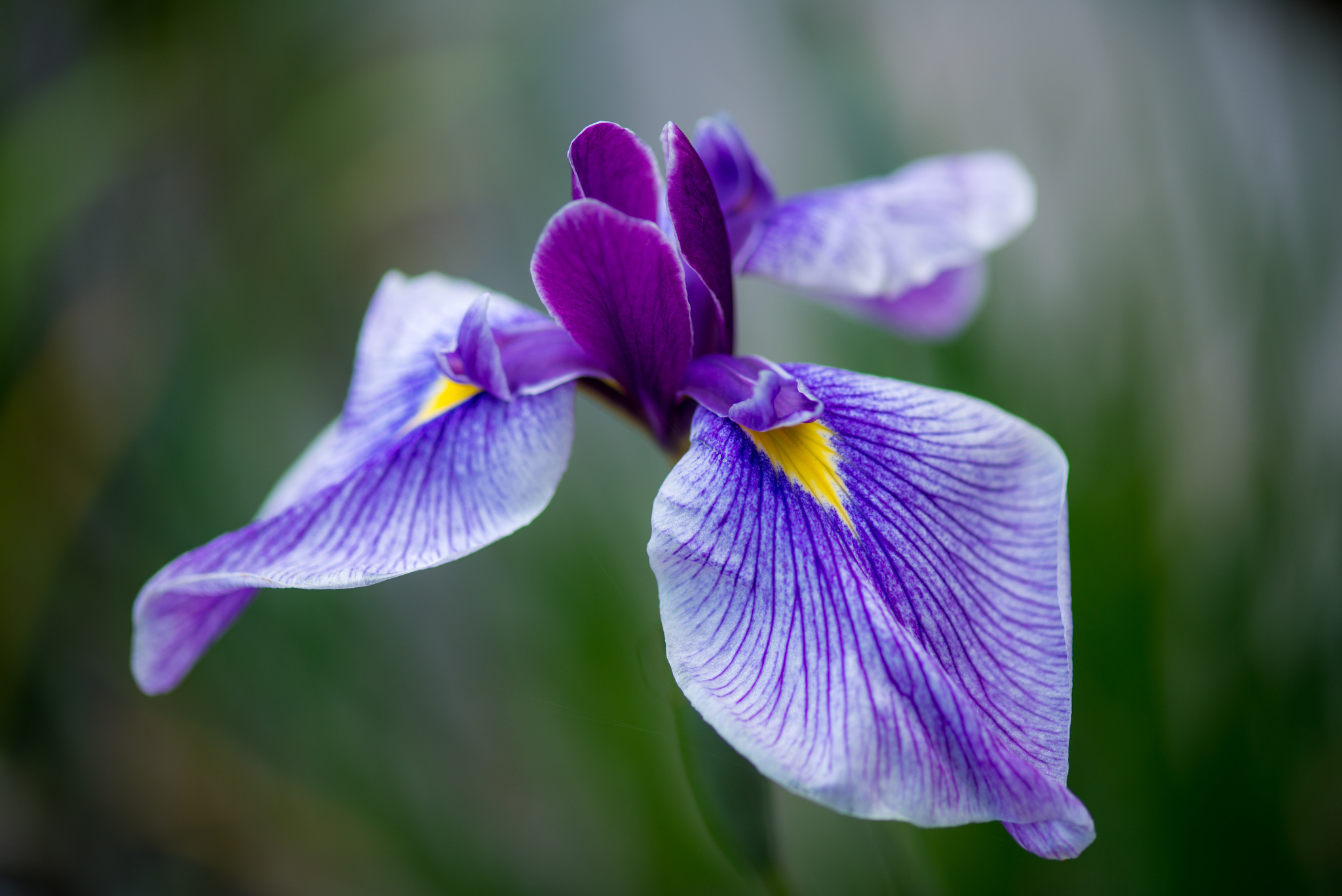 308944 descargar fondo de pantalla tierra/naturaleza, iris, flores: protectores de pantalla e imágenes gratis