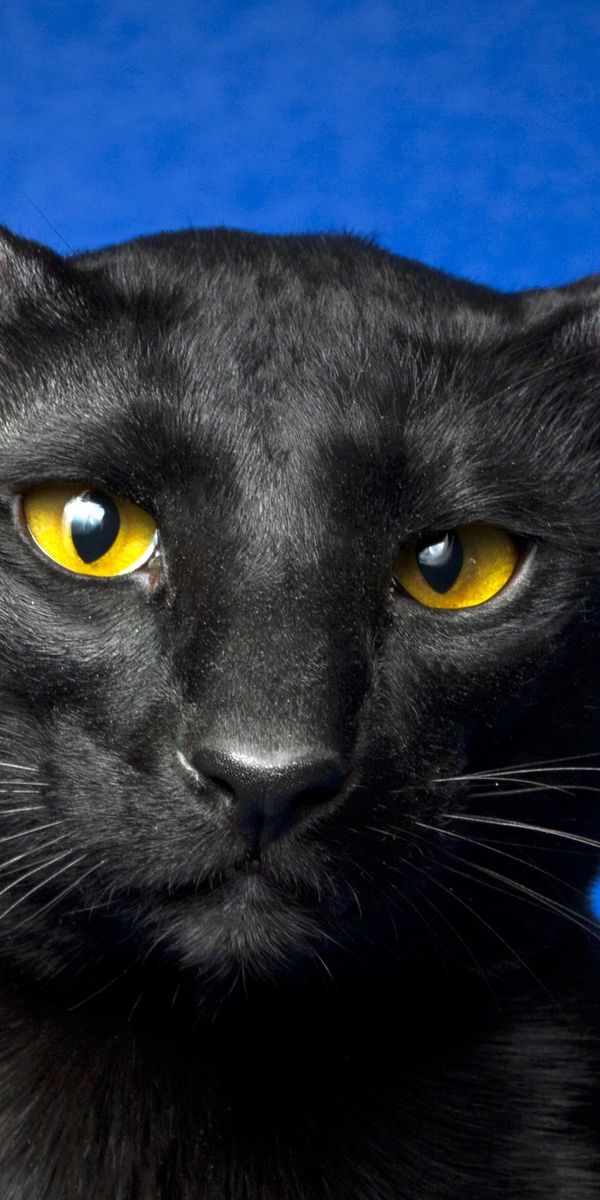 Порода черной кошки с желтыми глазами. Порода кошек Ориентал. Черный ориентальный кот. Ориентал черная пантера. Кот Ориентал черный.