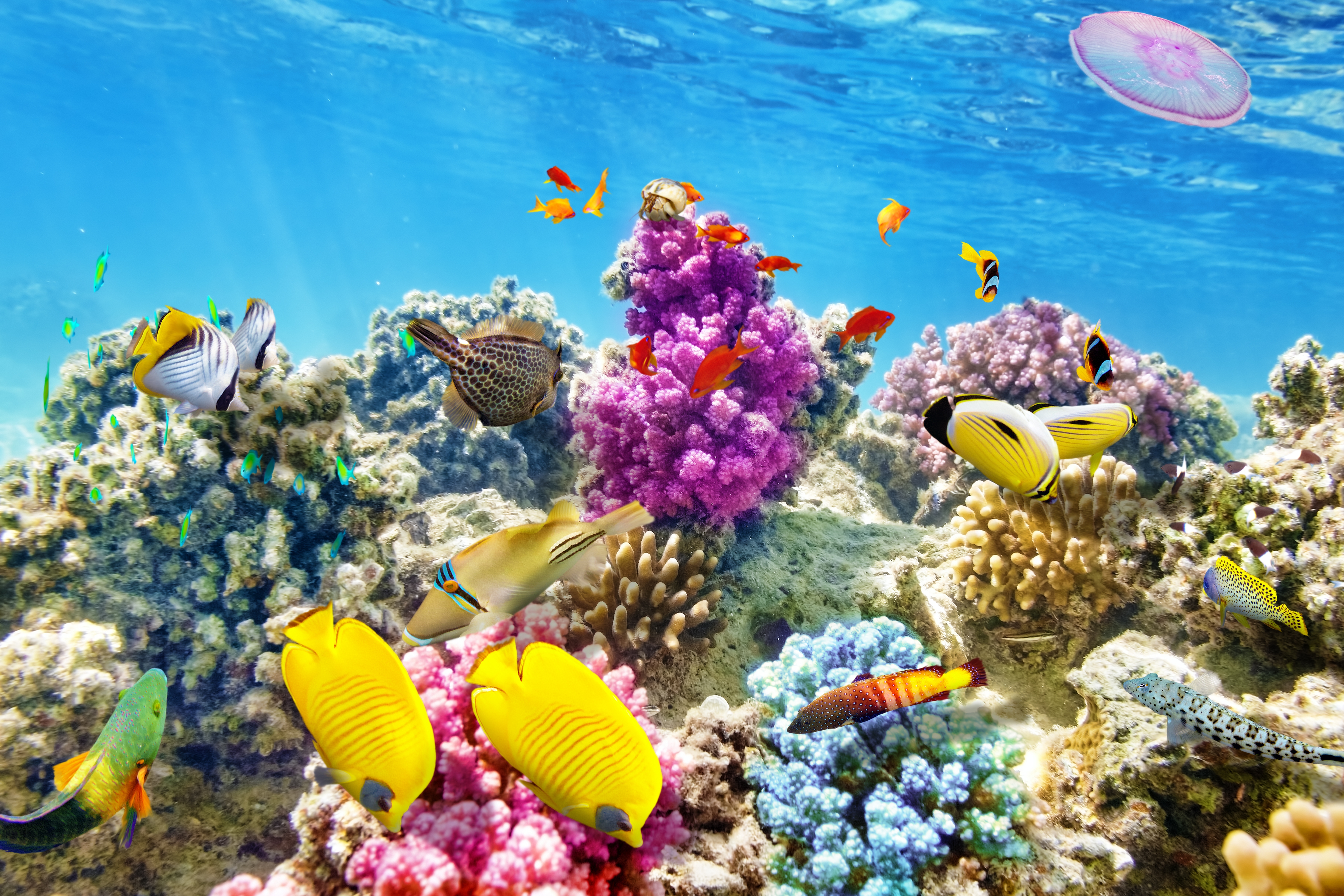 1523579 télécharger le fond d'écran animaux, poisson, récif de corail, océan, sous l'eau, des poissons - économiseurs d'écran et images gratuitement