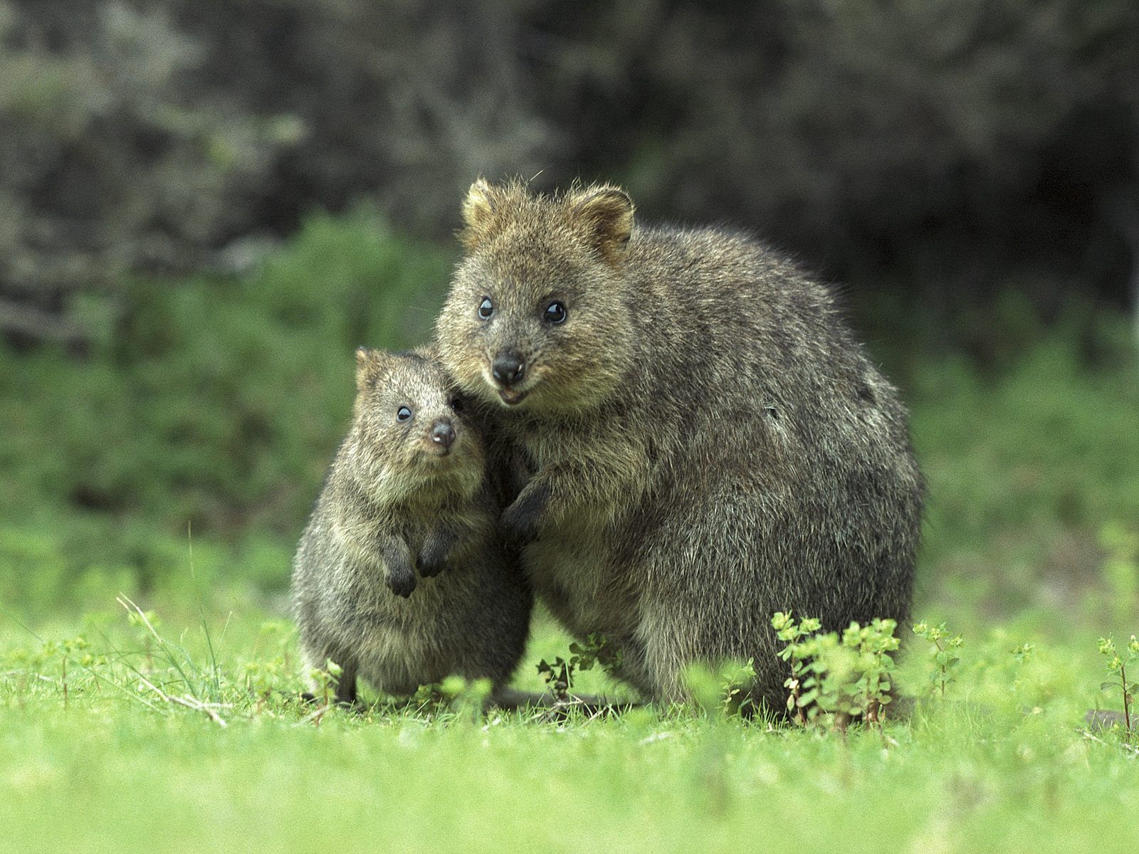 care, quokka, animals, grass, young, couple, pair, stroll, joey, kwokka Smartphone Background