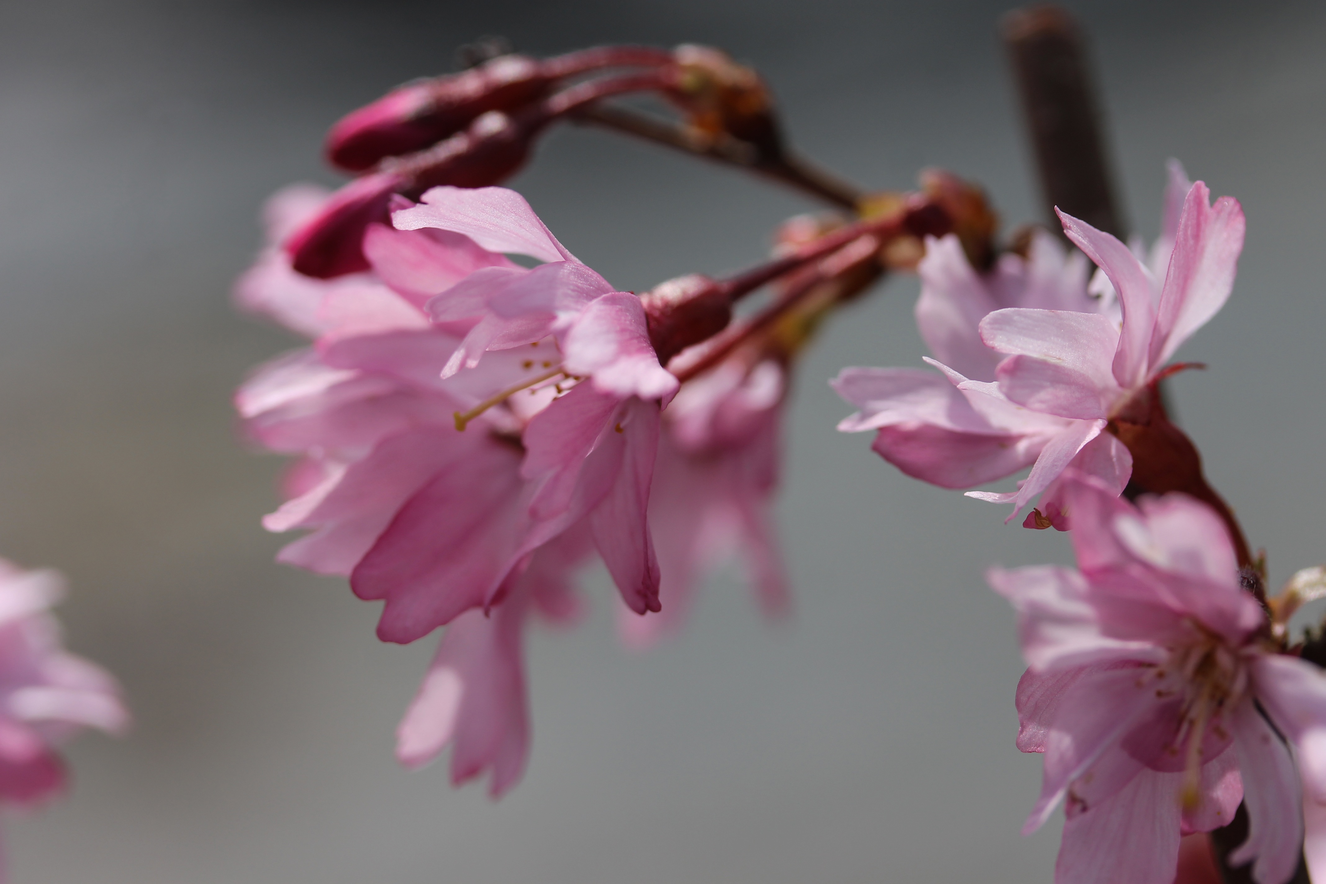 Download mobile wallpaper Branch, Bloom, Flowering, Flowers, Sakura for free.