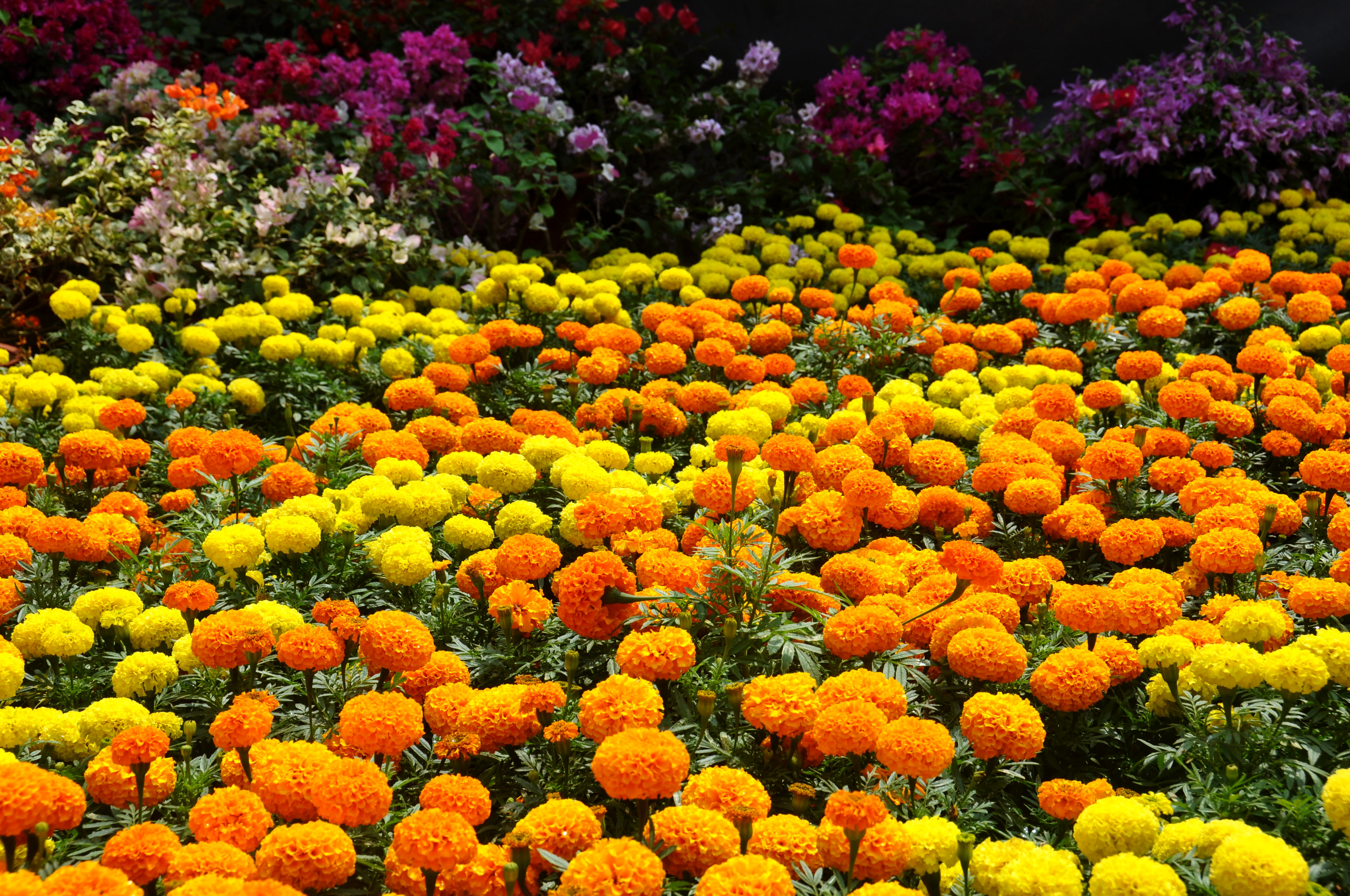 garden, yellow flower, man made, colorful, colors, flower, orange flower HD wallpaper
