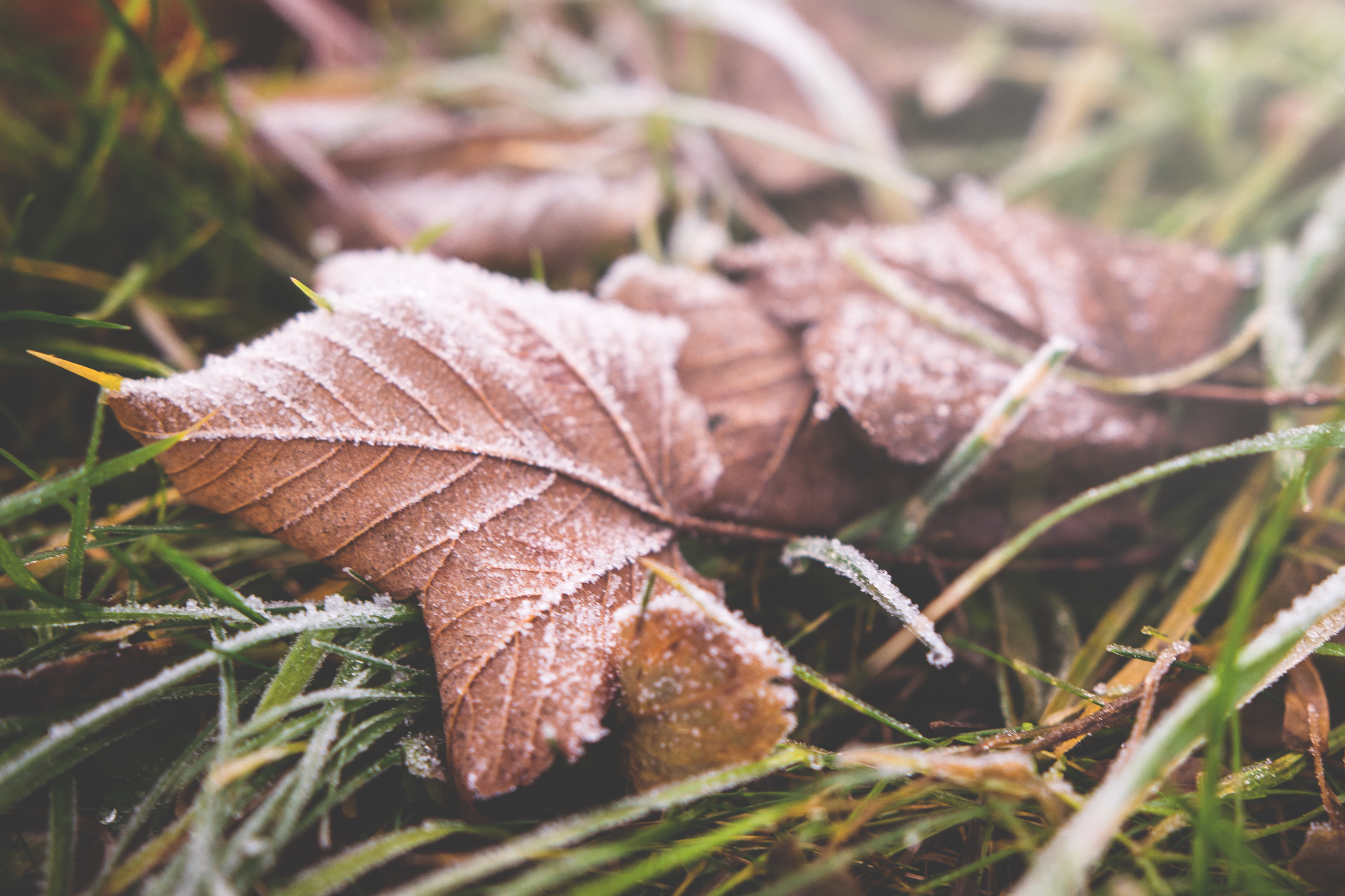 Desktop FHD autumn, macro, sheet, leaf, frost, hoarfrost, dry