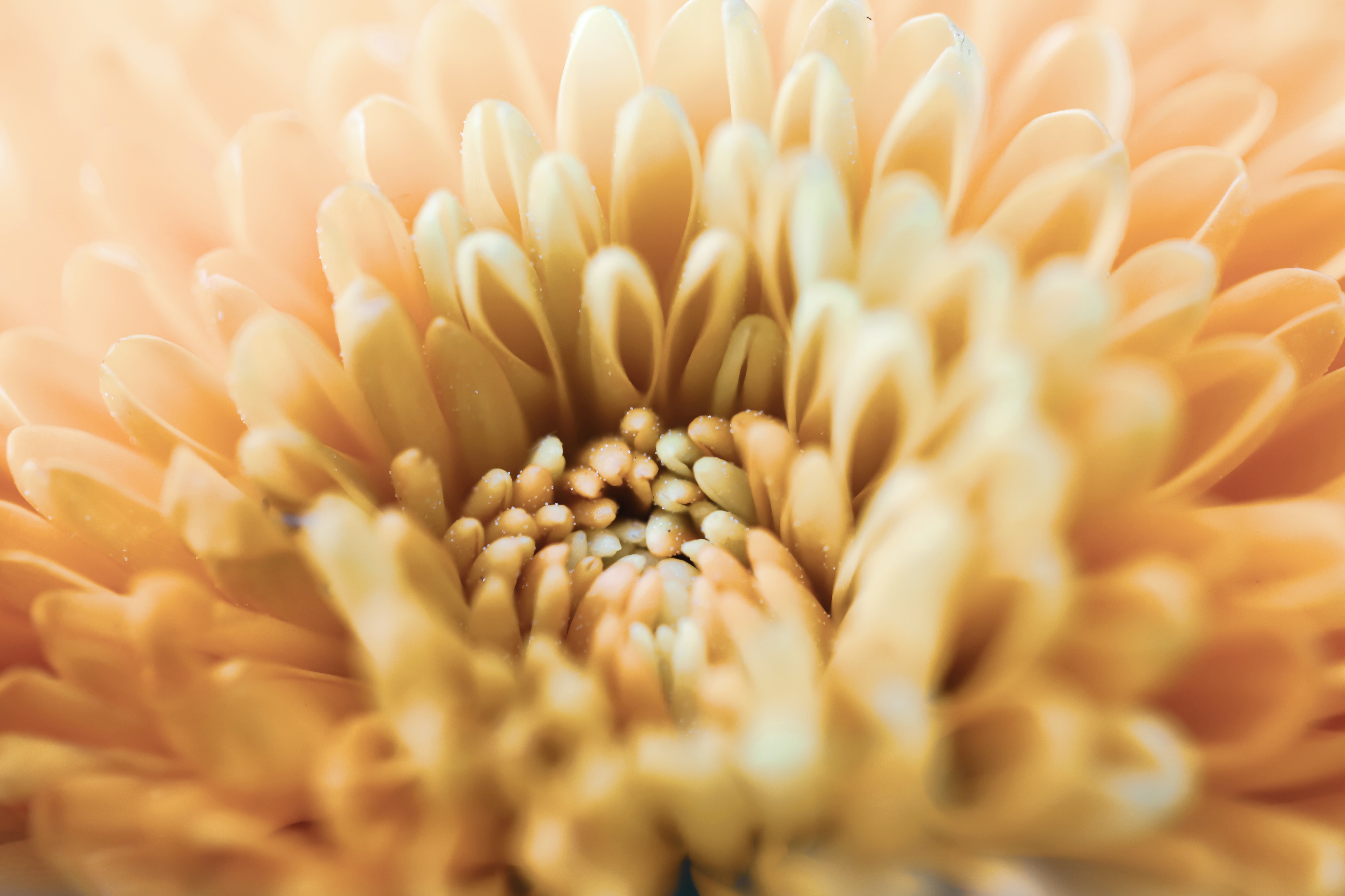 Laden Sie das Chrysantheme, Blume, Makro, Blütenblätter-Bild kostenlos auf Ihren PC-Desktop herunter