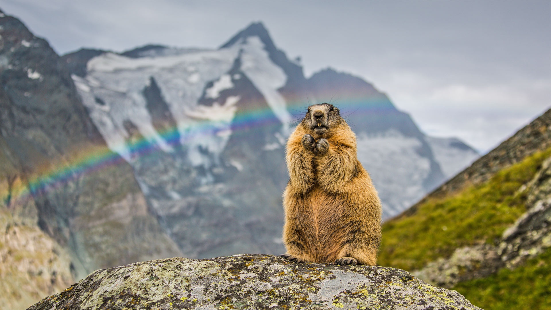 1020699 descargar fondo de pantalla marmota, animales, montaña, arco iris, roedor: protectores de pantalla e imágenes gratis