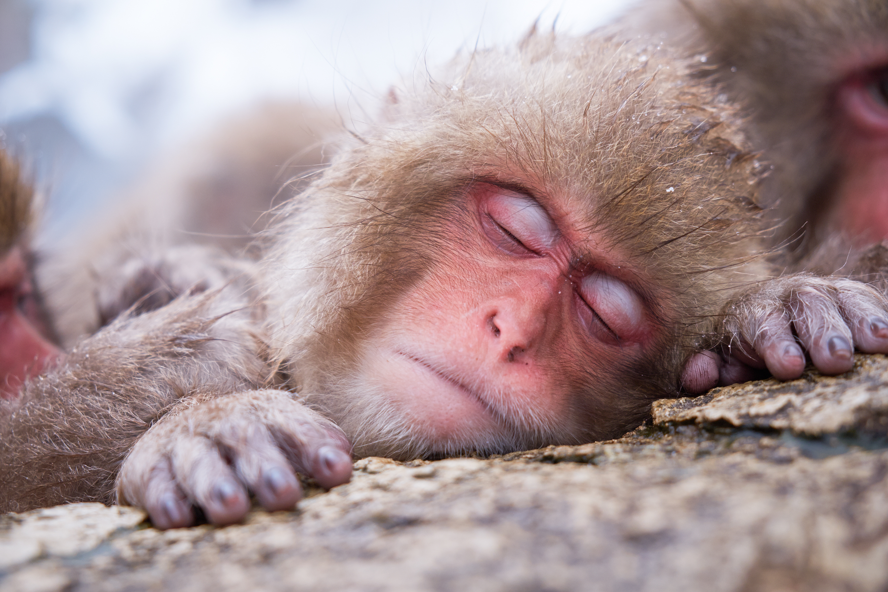 Free Japanese Macaque Background