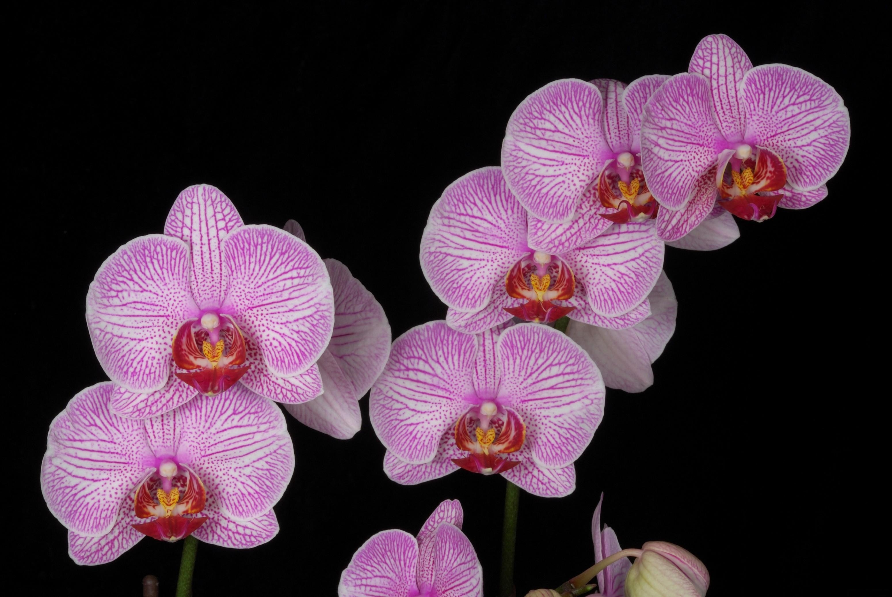 Desktop FHD flowers, pink, branch, black background, orchid, exotic, exotics