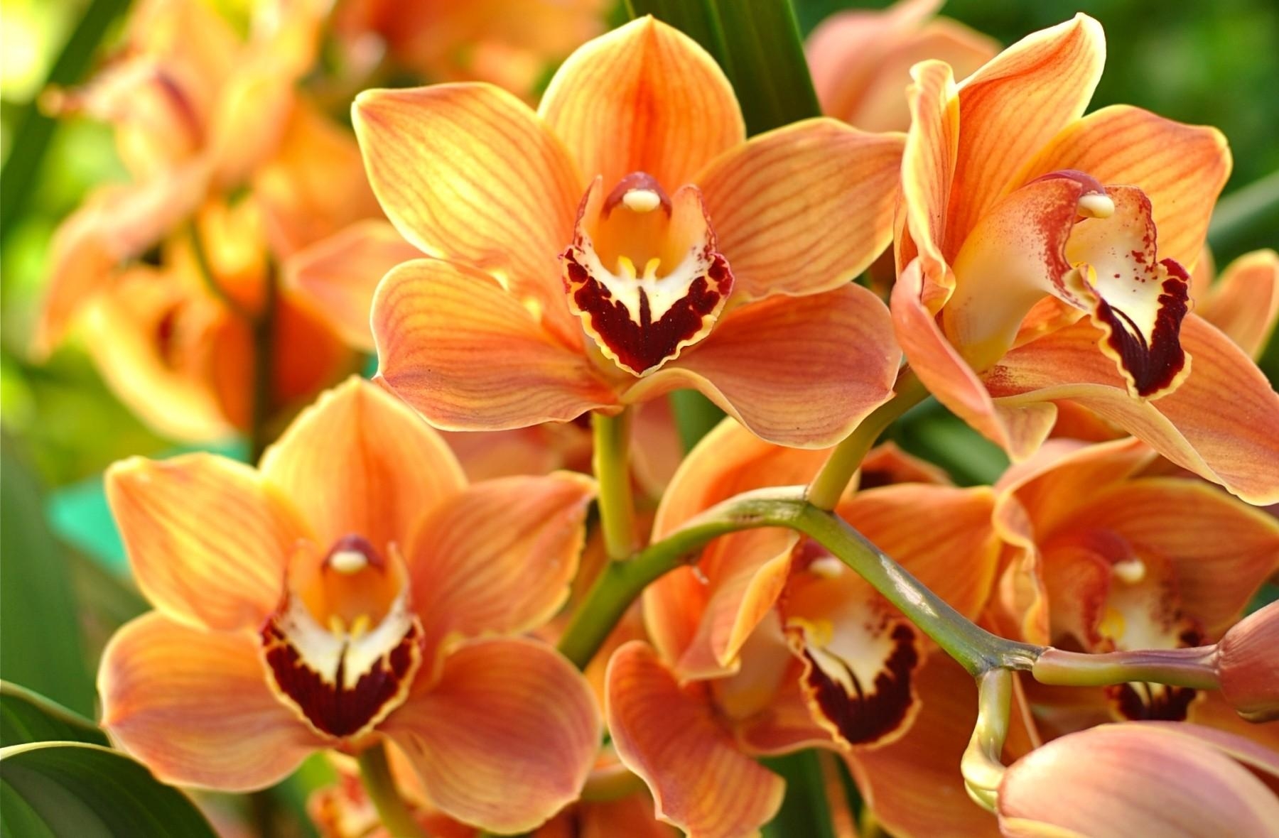 84376 Bild herunterladen blumen, orange, hell, ast, zweig, orchidee, orchid, exotisch, exoten - Hintergrundbilder und Bildschirmschoner kostenlos