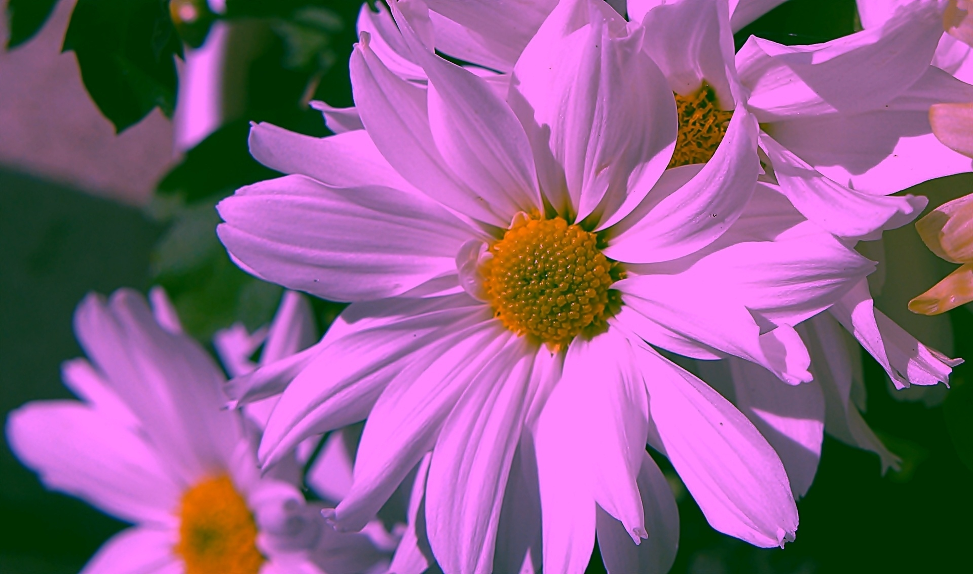 無料モバイル壁紙フラワーズ, 花, 地球, デイジー, 紫色の花をダウンロードします。