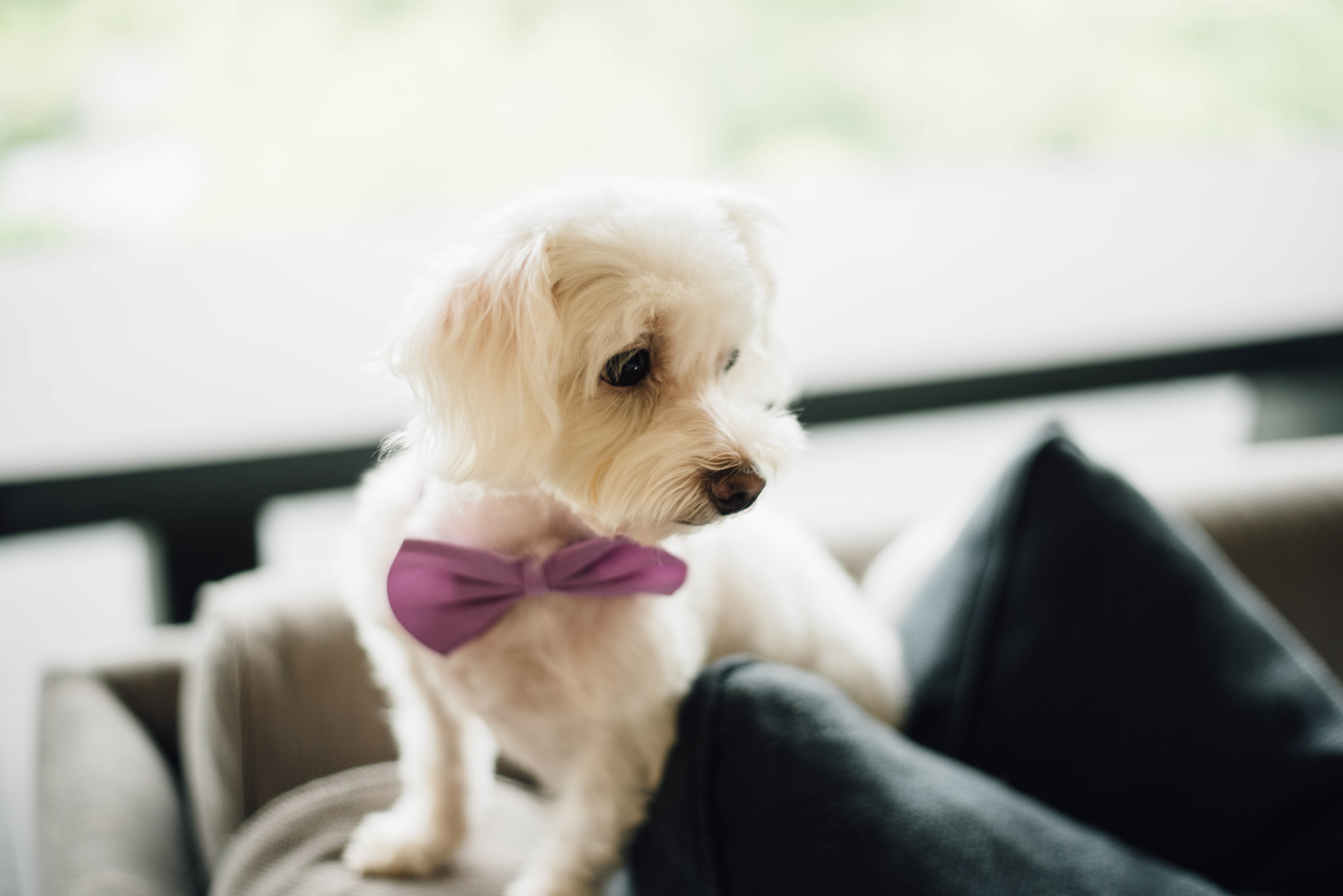 Download mobile wallpaper Bow Tie, Butterfly Tie, Dog, Animals, Puppy for free.