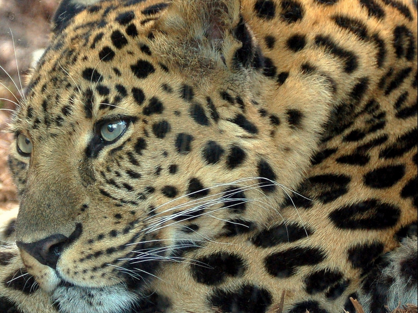 leopards, animals, yellow Free Stock Photo