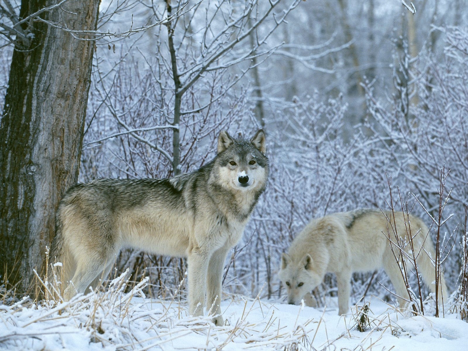 1040 Hintergrundbild herunterladen wölfe, tiere, winter, schnee, blau - Bildschirmschoner und Bilder kostenlos