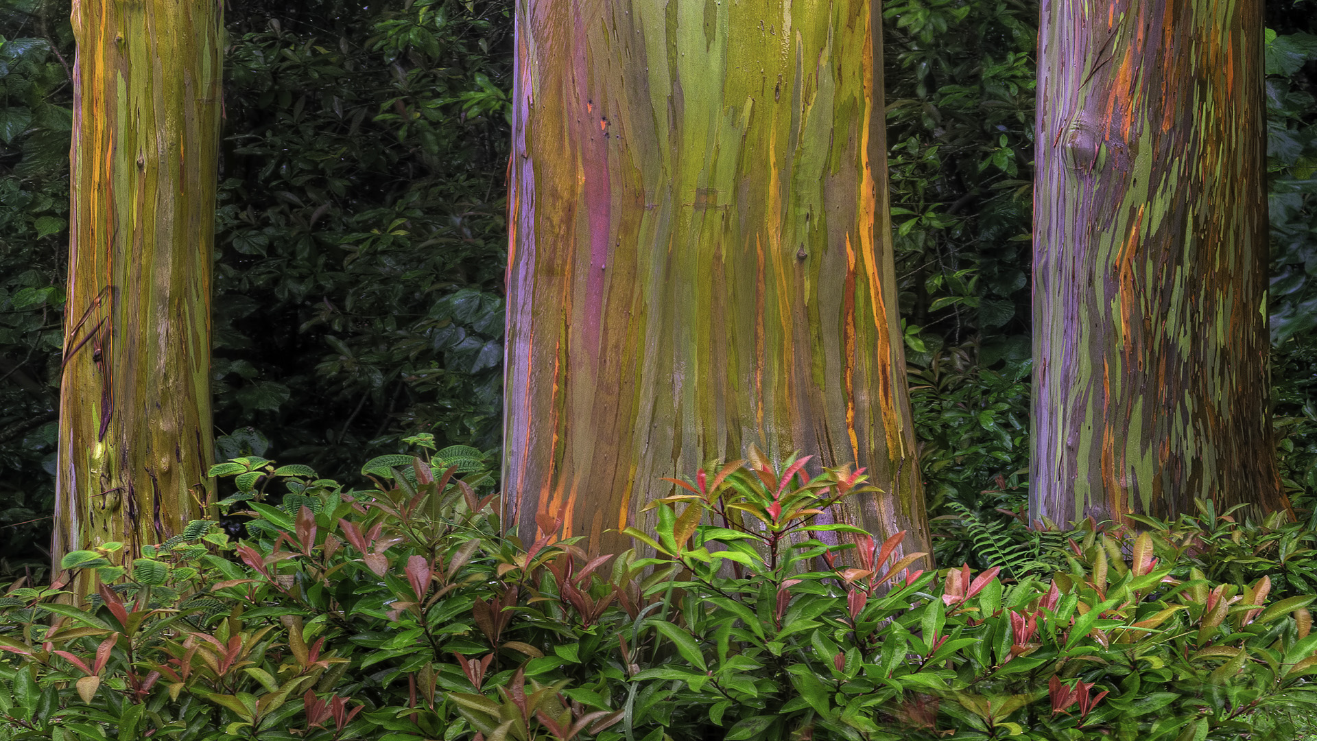 Радужный эвкалиптовый лес