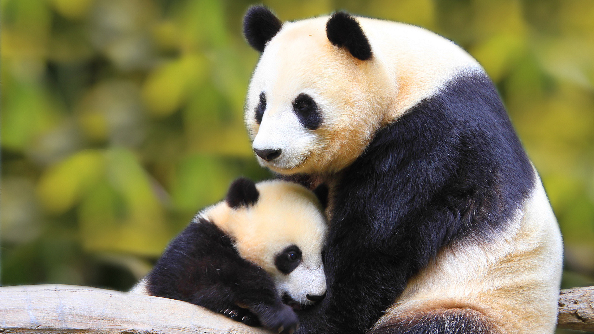 169470 Hintergrundbild herunterladen tiere, panda - Bildschirmschoner und Bilder kostenlos