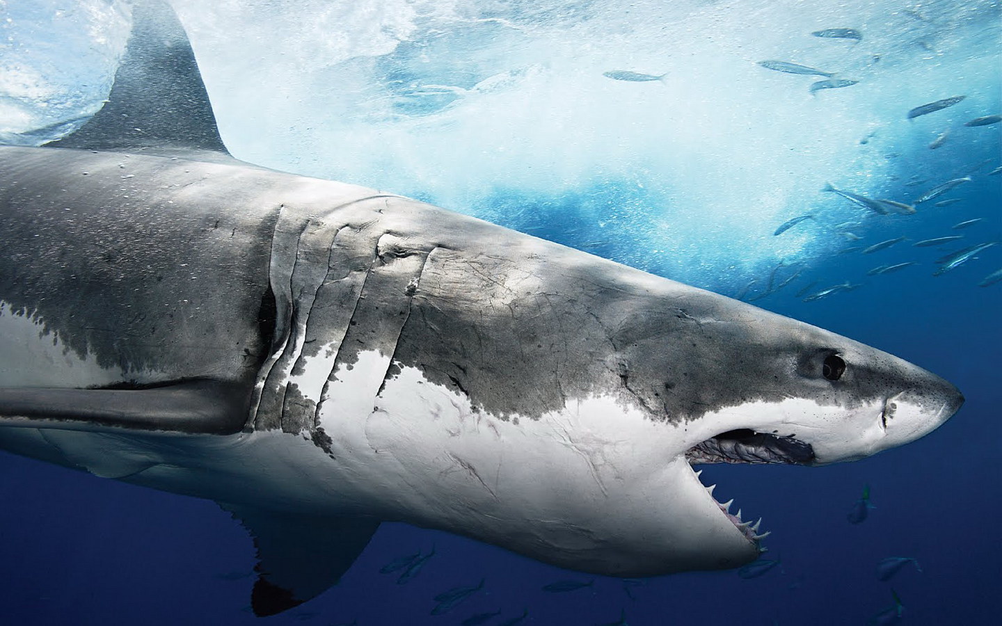 shark, animal download HD wallpaper