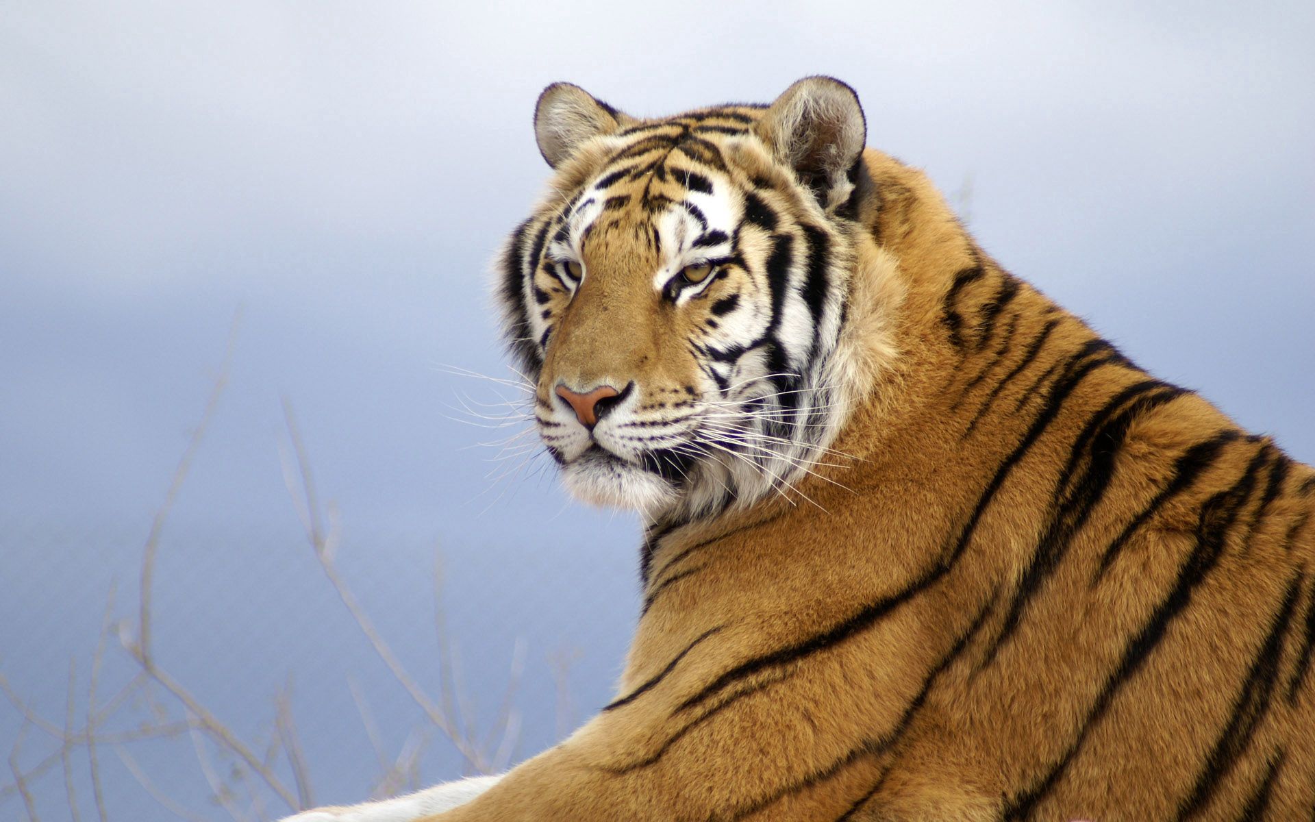 136731 скачать обои амурский тигр, хищник, лежать, животные, полосатый - заставки и картинки бесплатно