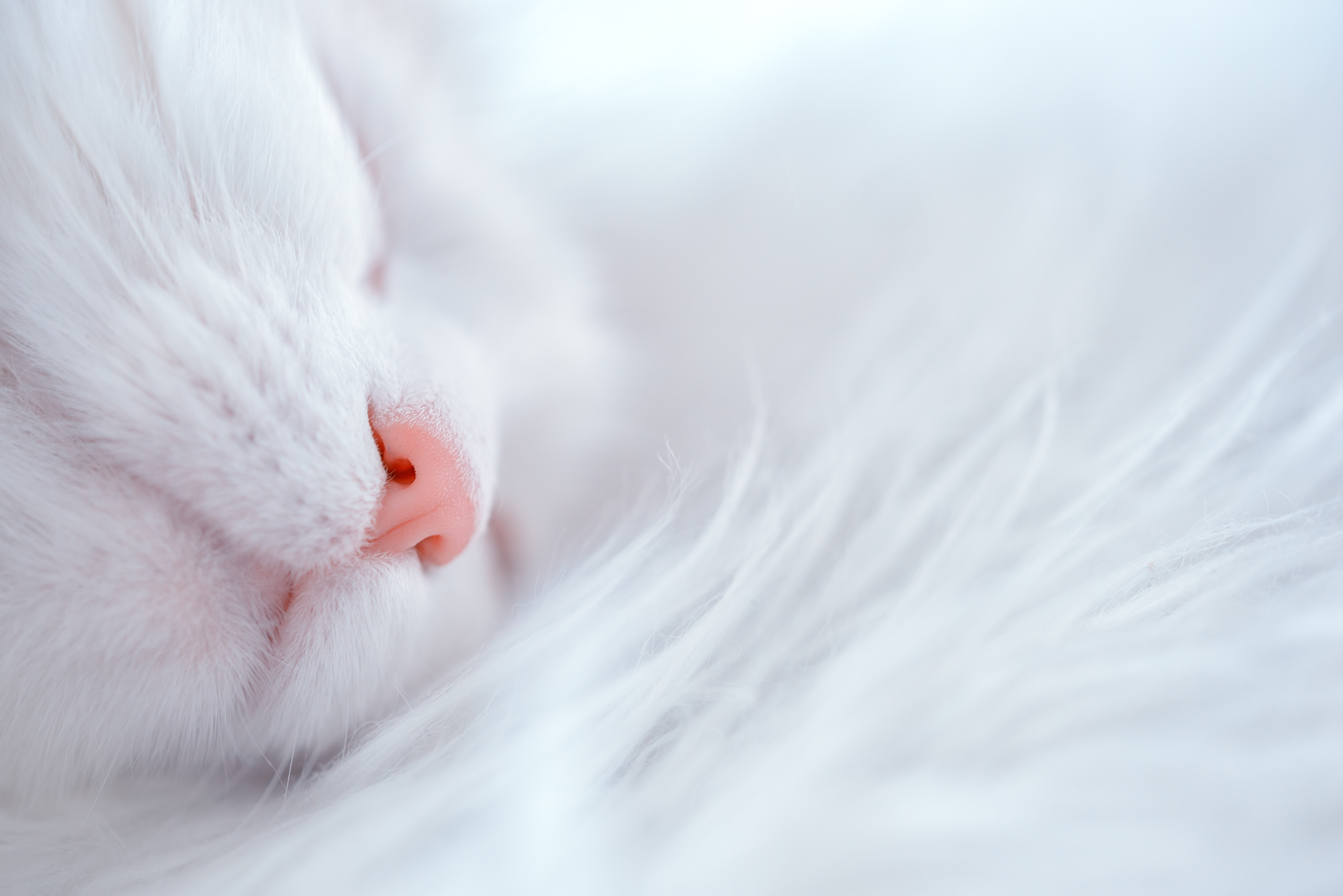 117570 скачать обои животные, кот, морда, белый, нос, спит - заставки и картинки бесплатно
