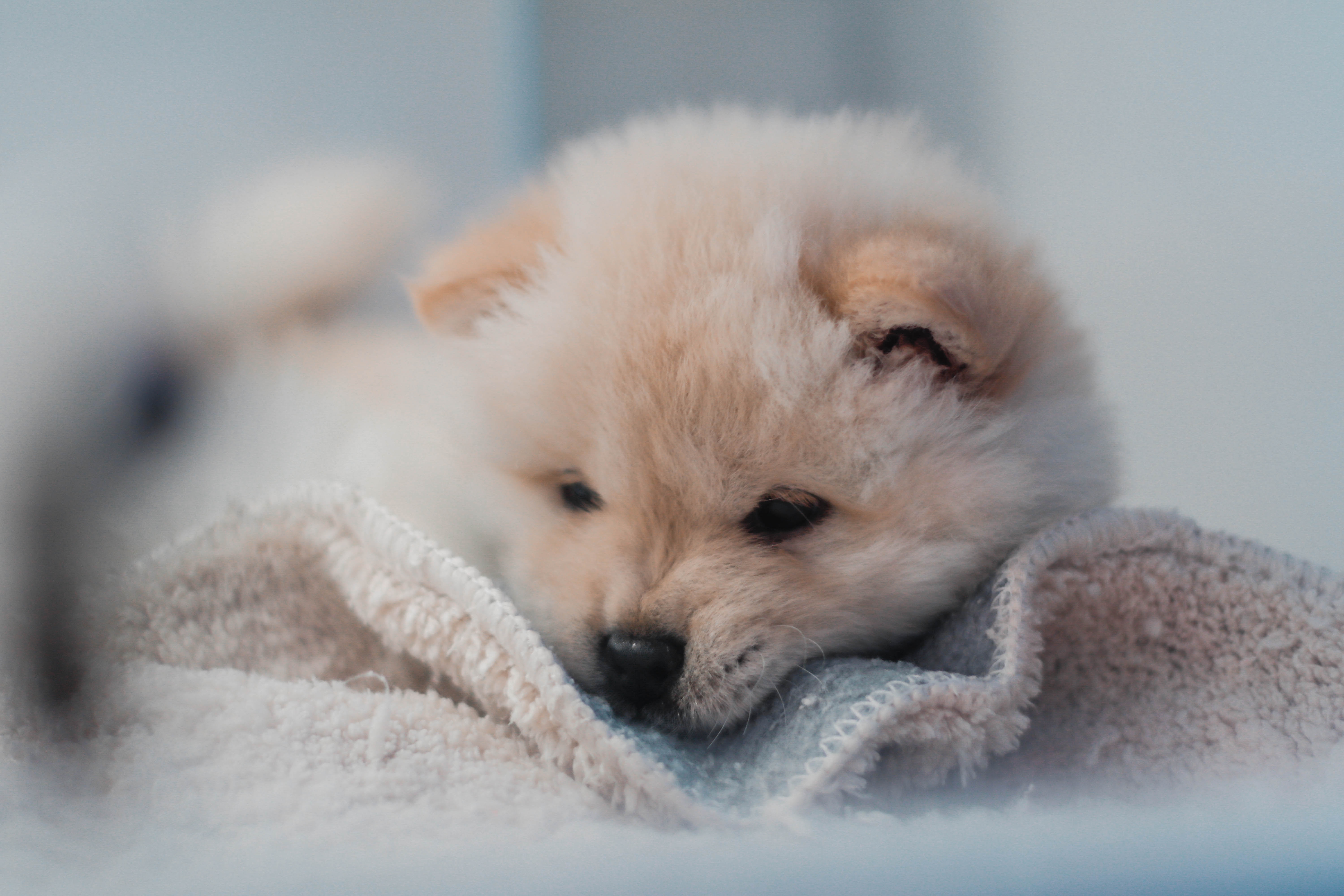 Download mobile wallpaper Fluffy, Sweetheart, Puppy, Nice, Dog, Animals for free.
