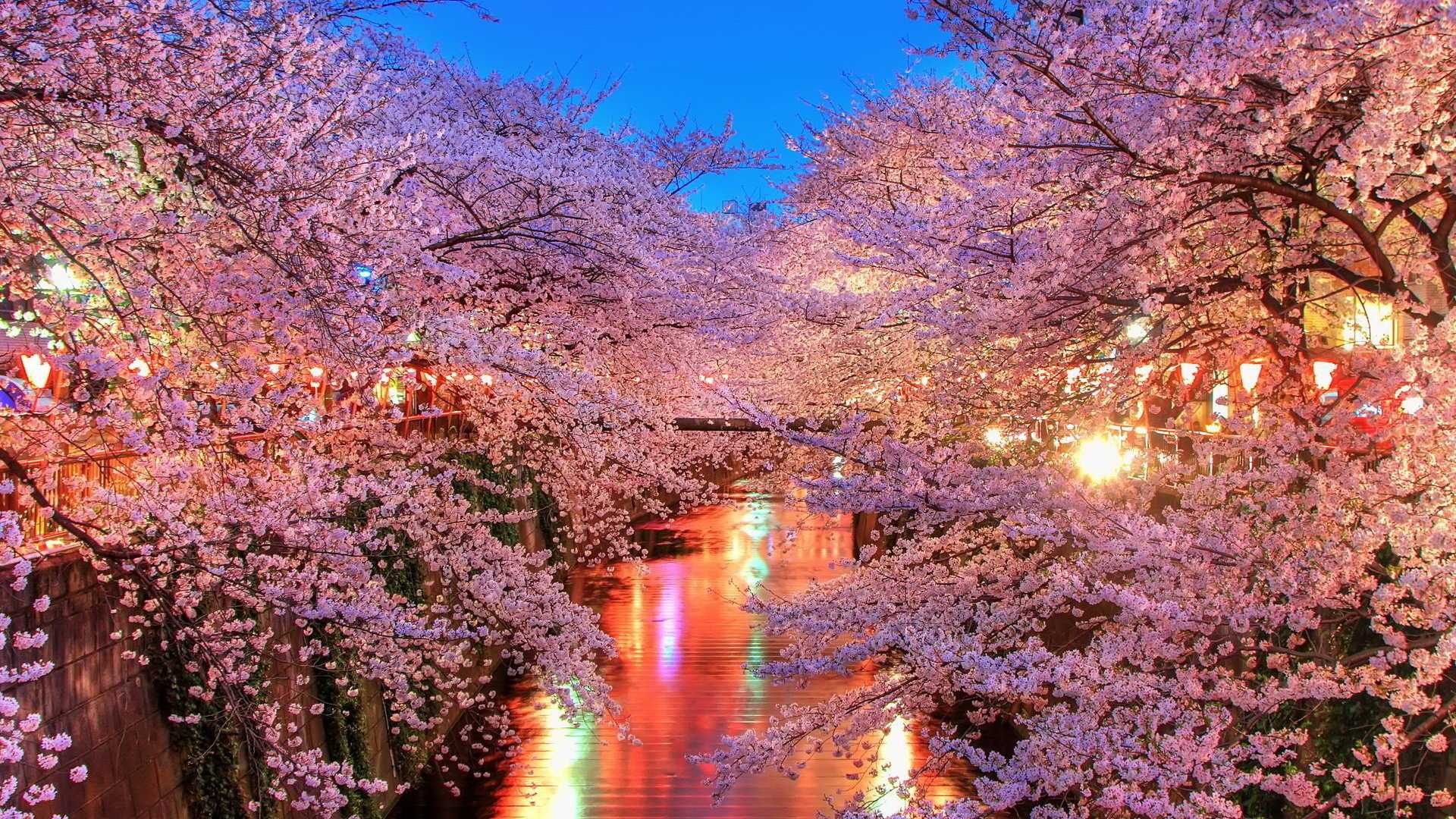 Цветение Сакуры в Японии ночью