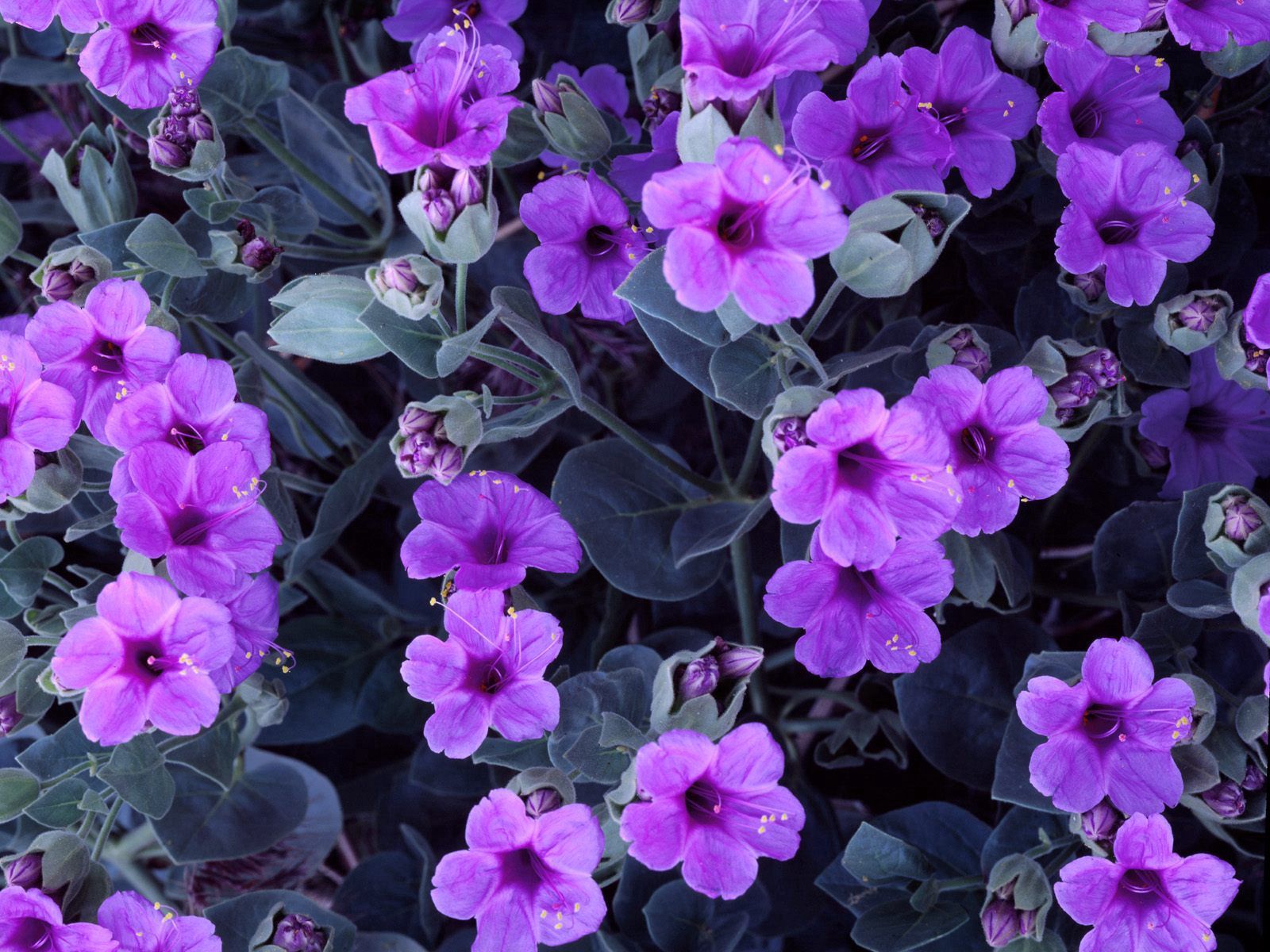 flower bed, flowerbed, flowers, lilac, purple, garden, stamens