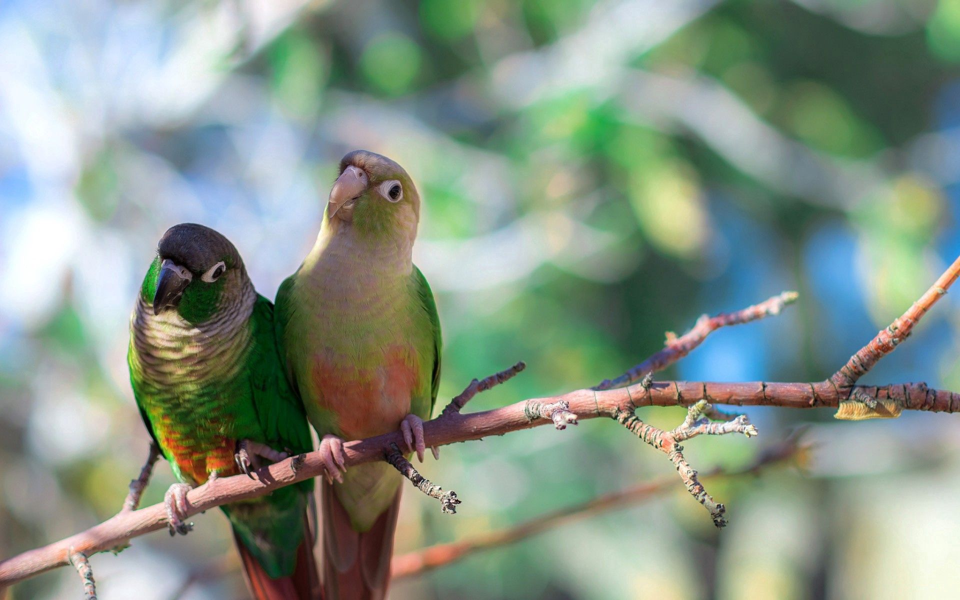animals, birds, parrots, sit, branches, color Image for desktop