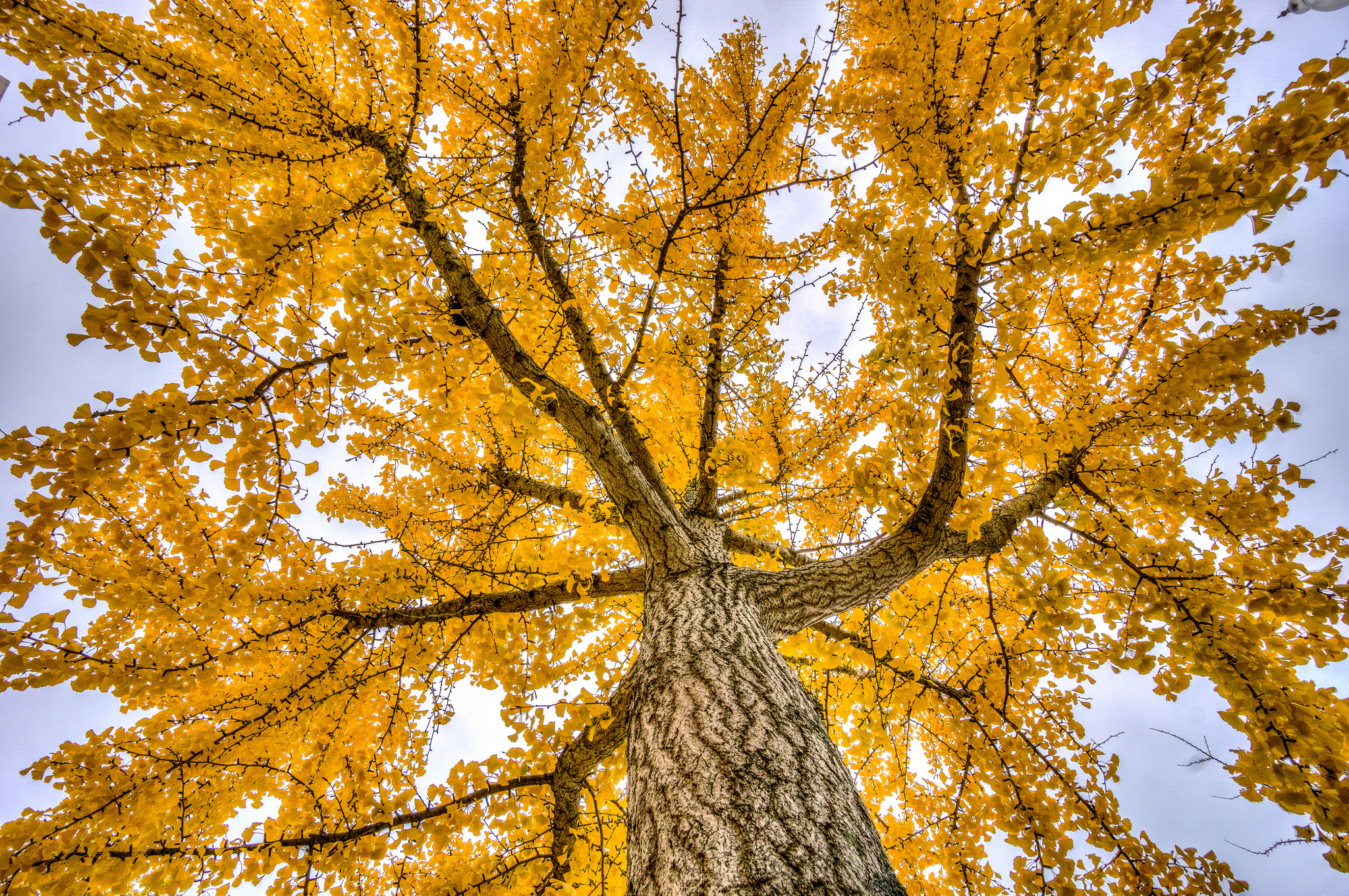 tree, earth, branch, canopy, fall, yellow, trees