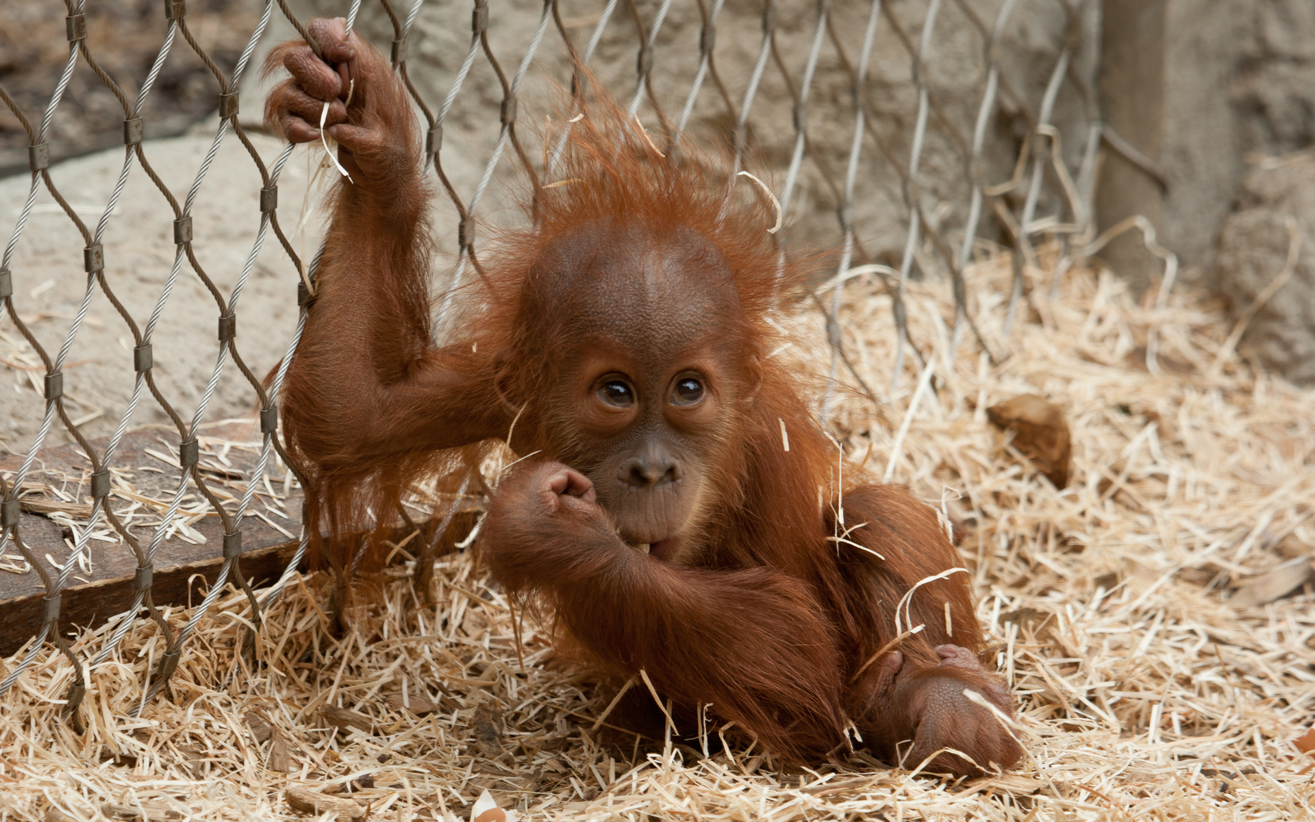 253636 télécharger l'image animaux, orang outan, singes - fonds d'écran et économiseurs d'écran gratuits