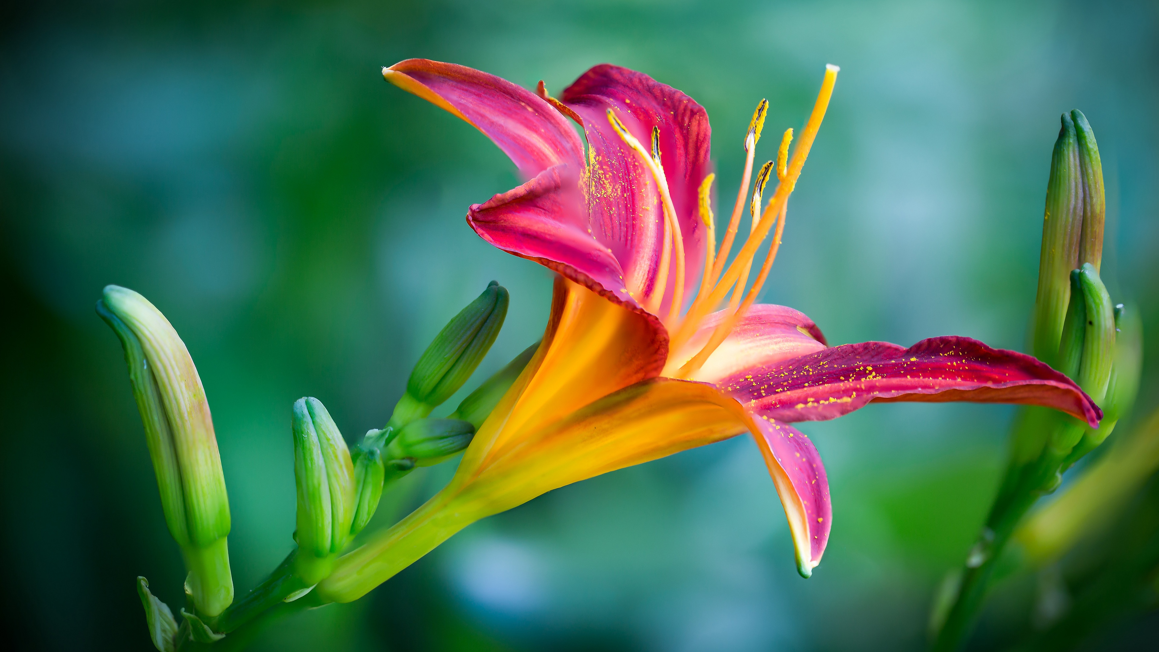  Daylily HQ Background Images