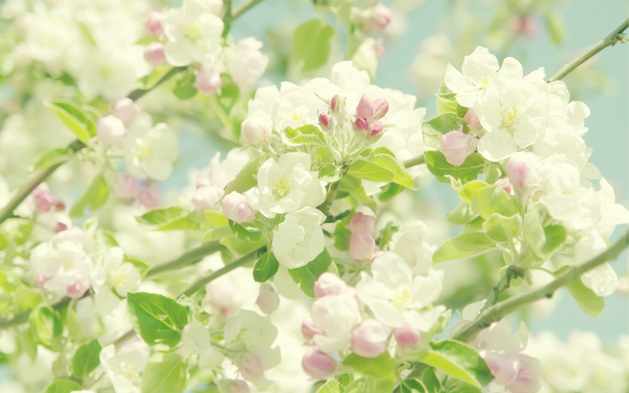 PCデスクトップに春, フラワーズ, 木, 大きい, マクロ, 木材, 咲く, 開花画像を無料でダウンロード