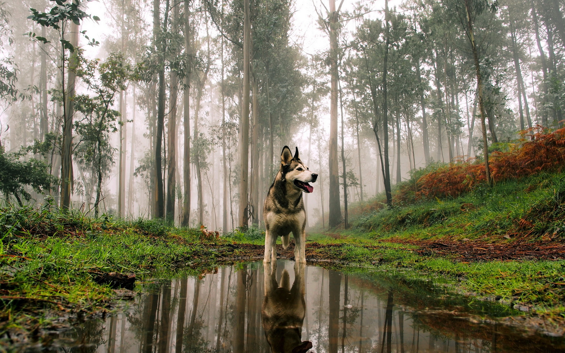 344626壁紙のダウンロード動物, ハスキー, 犬, 霧, 森, 反射-スクリーンセーバーと写真を無料で