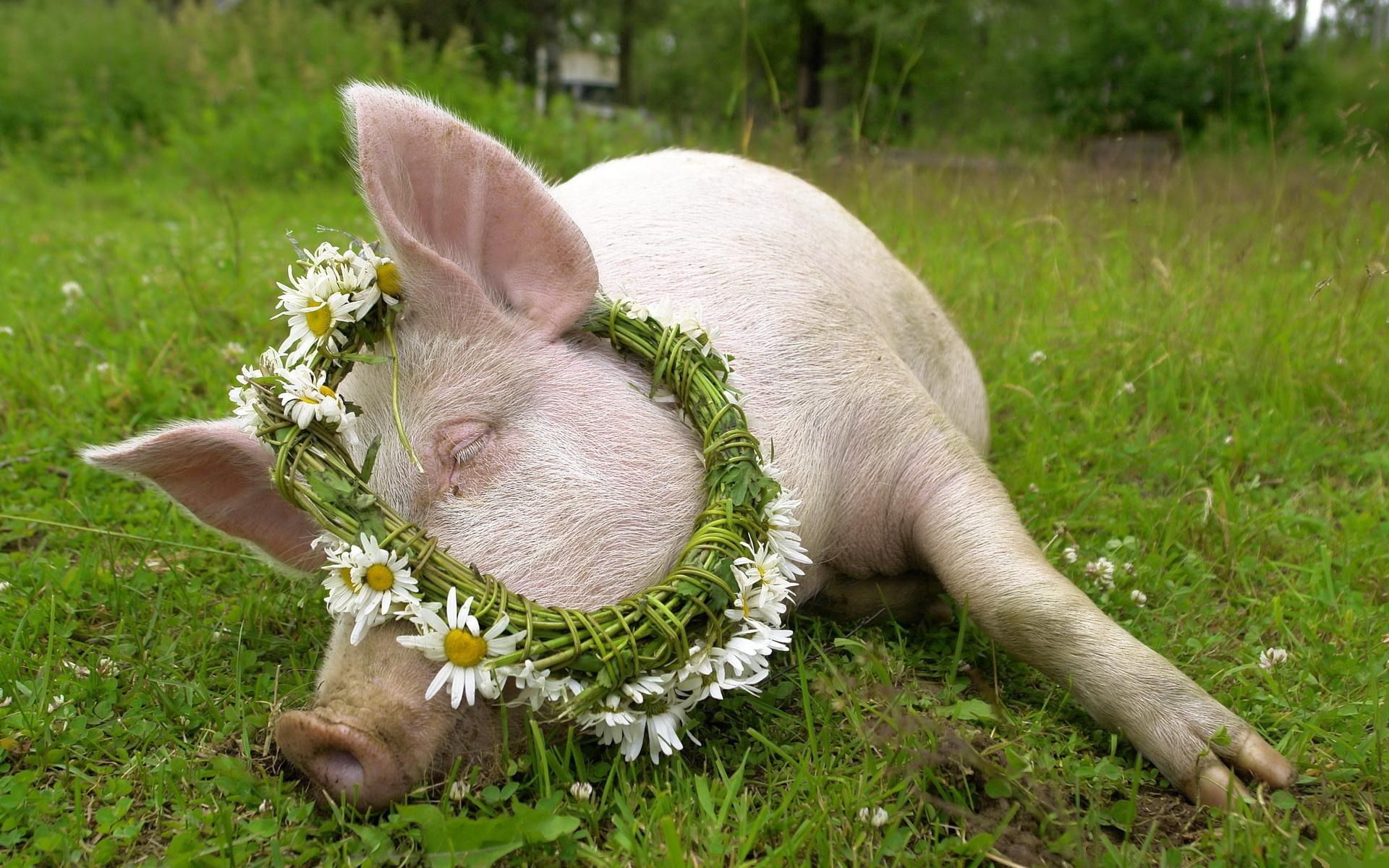 animals, flowers, grass, camomile, to lie down, lie, chamomile, wreath, pig Smartphone Background