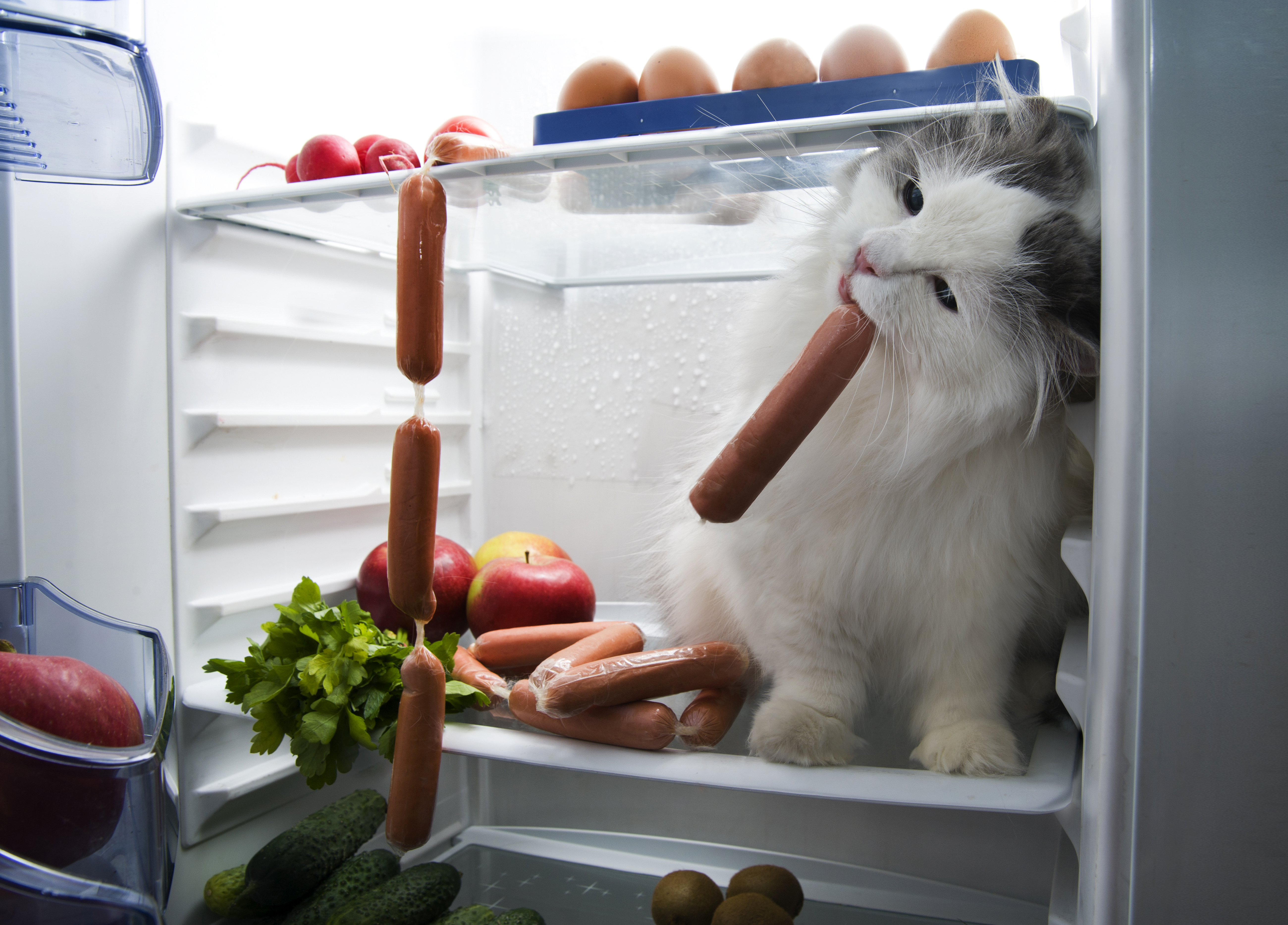 animal, cat, fridge, humor, sausage, cats 8K