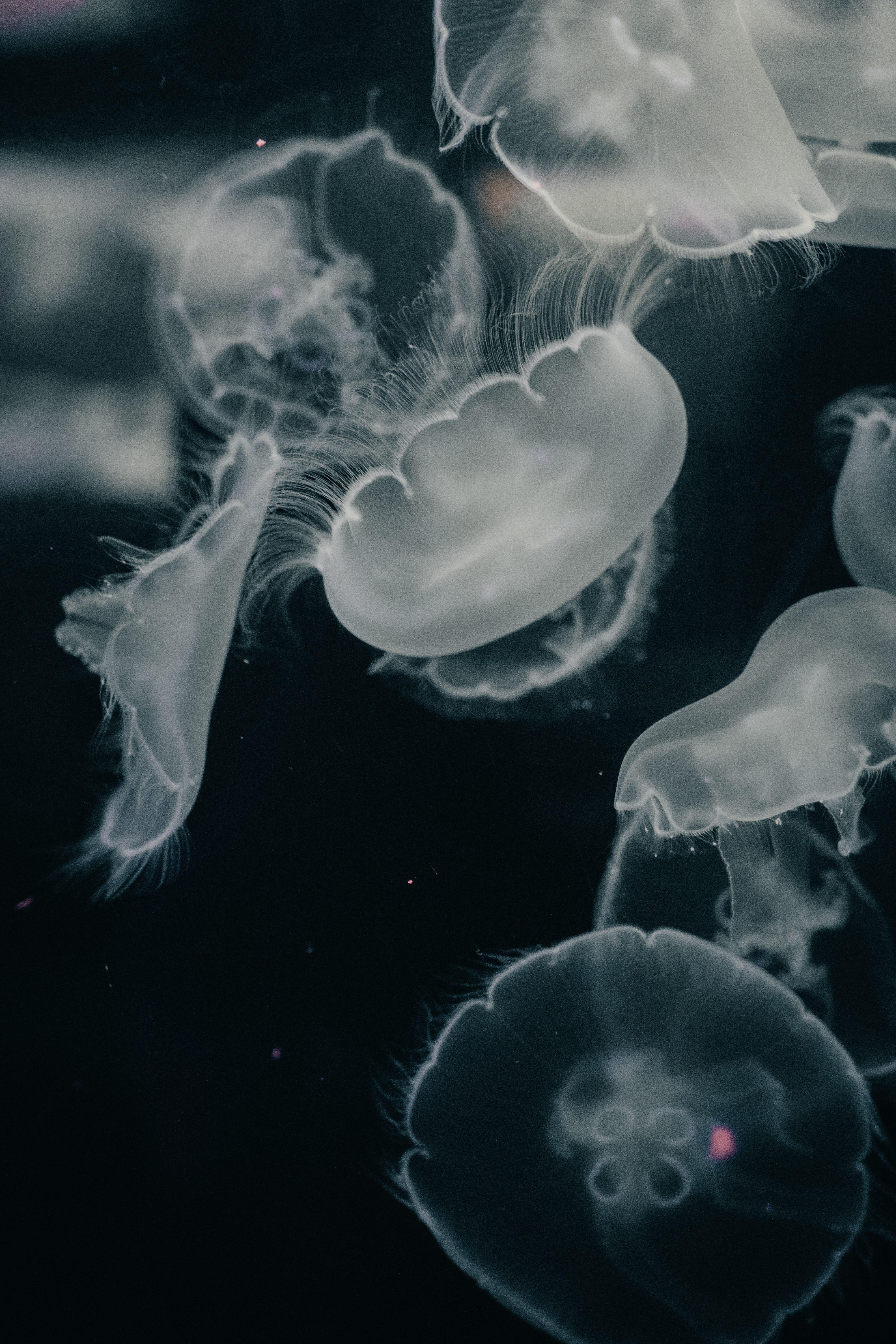 jellyfish, creatures, animals, water, grey, under water, underwater