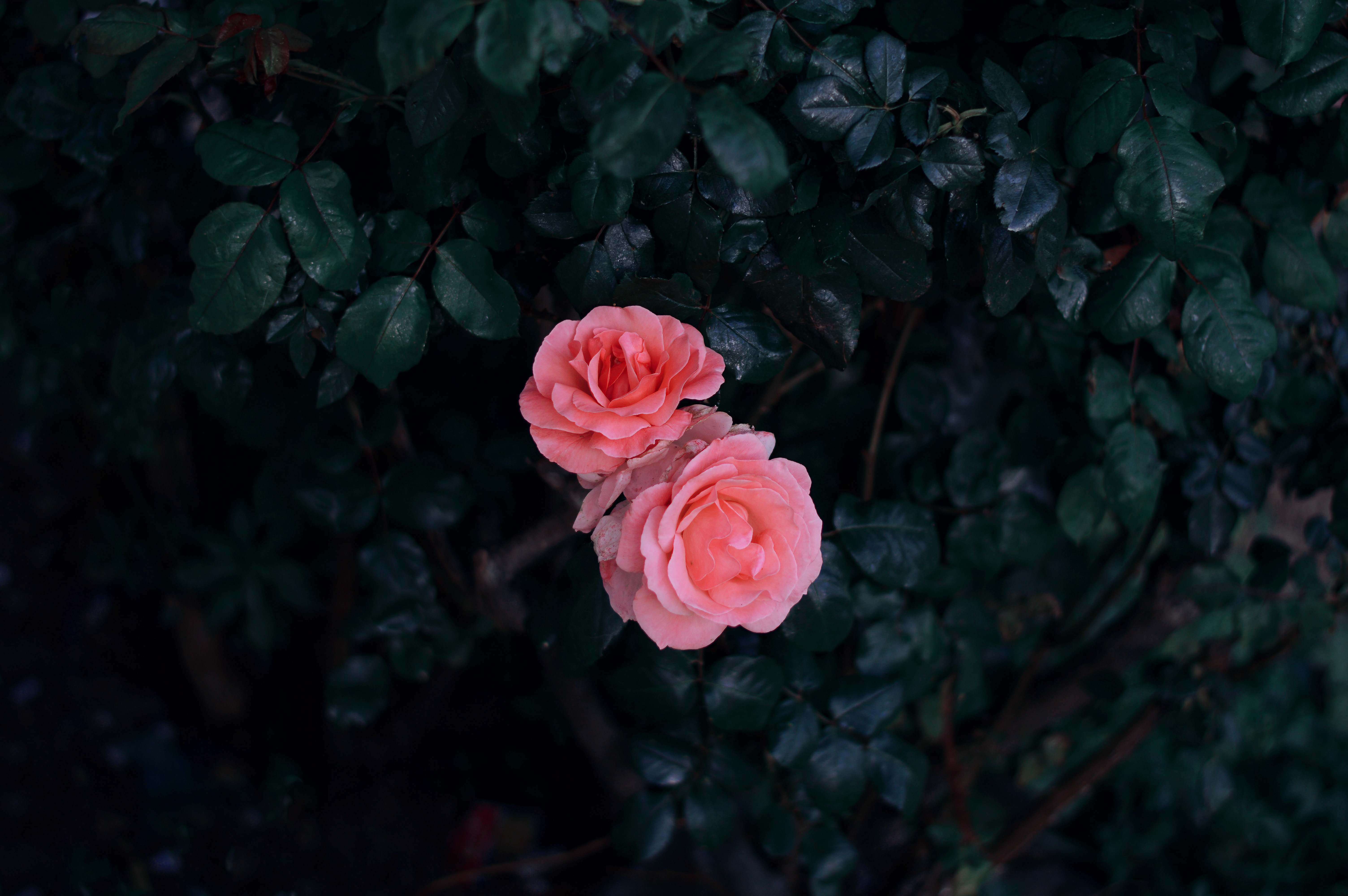 rose, flowers, rose flower, leaves, pink, bush, buds phone background
