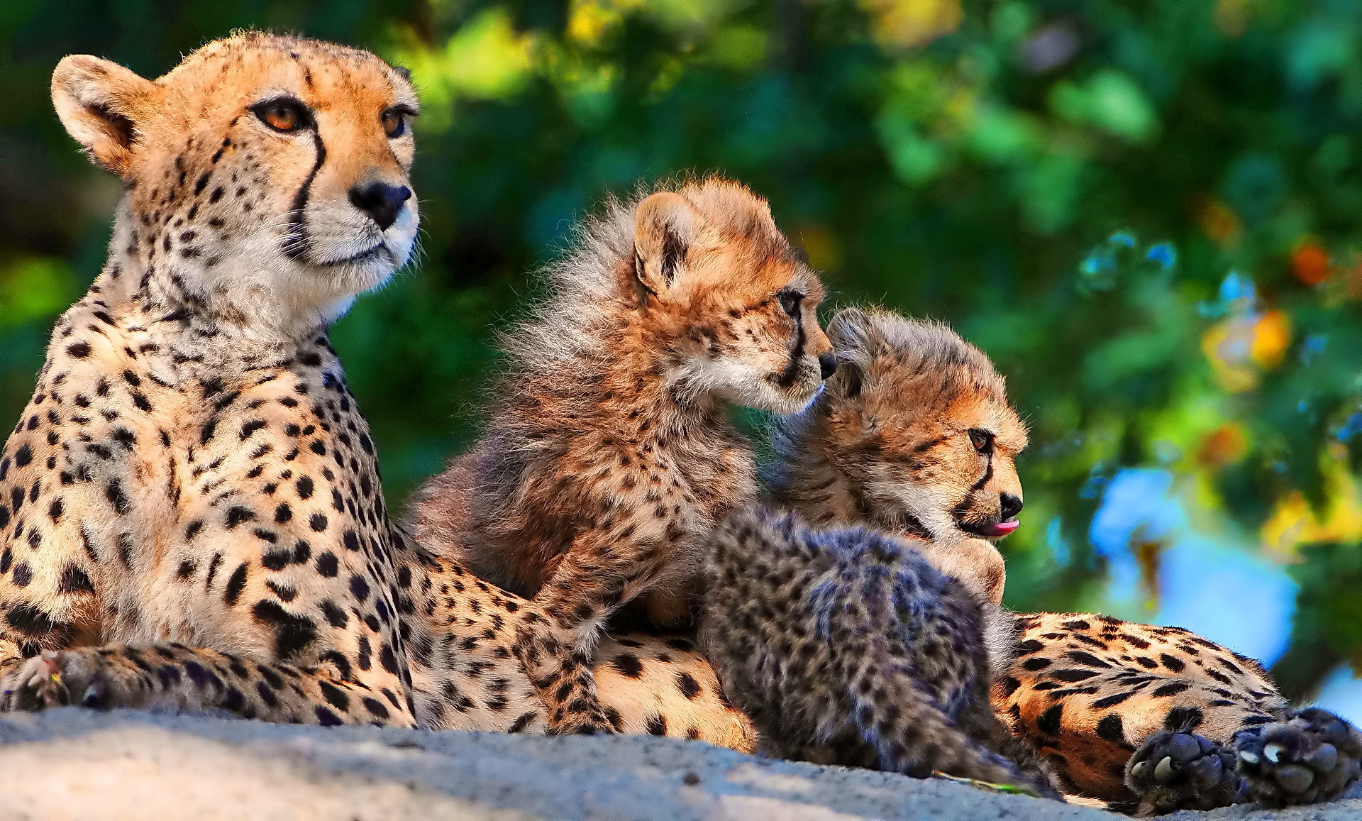 animals, cheetah, predators, sit, young, spotted, cubs, big cats