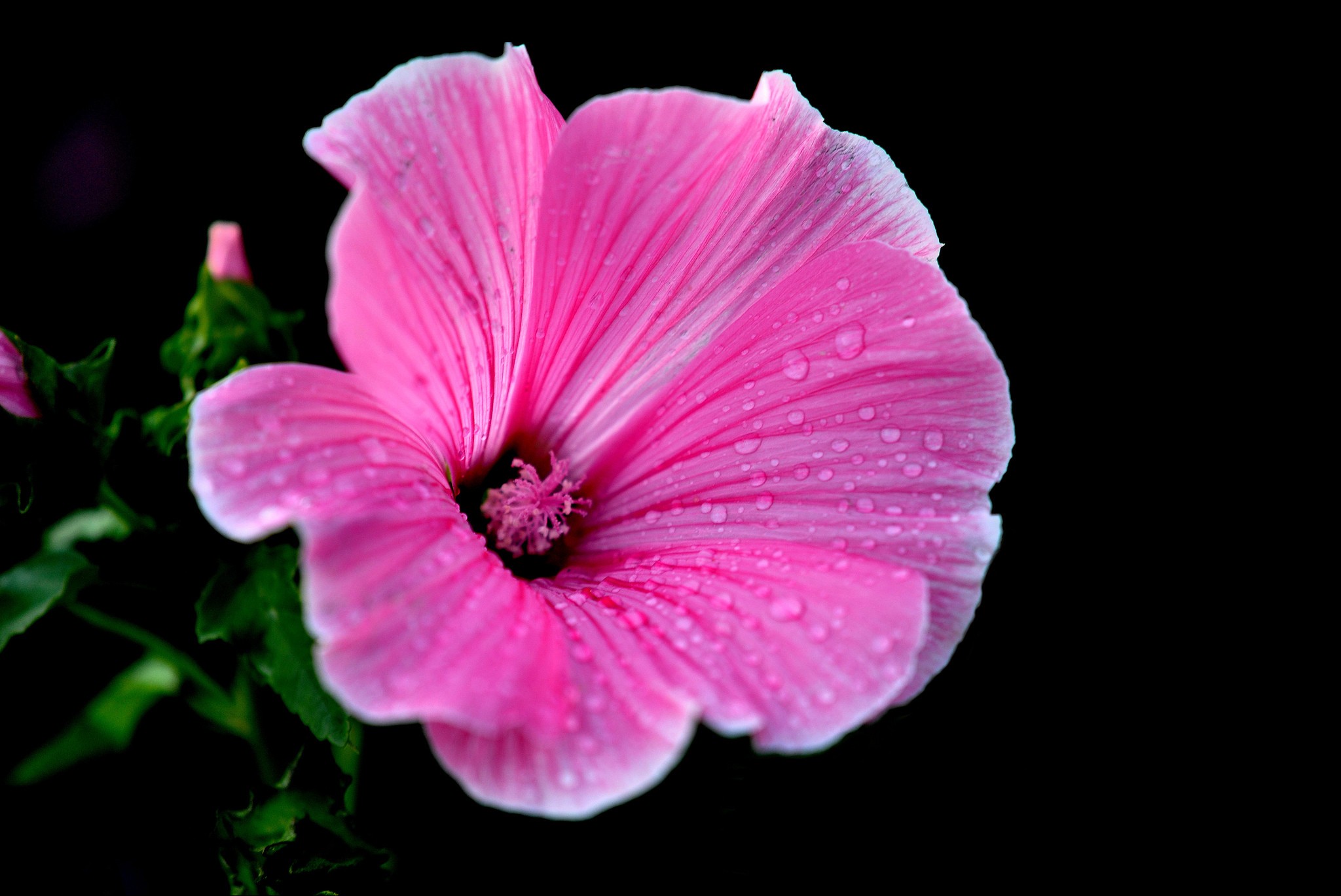 Download mobile wallpaper Flowers, Flower, Close Up, Earth, Hibiscus, Water Drop, Pink Flower for free.