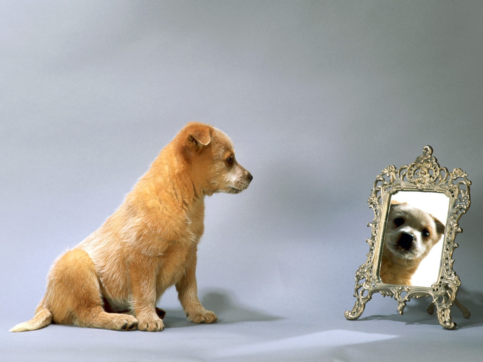 Собака в зеркале