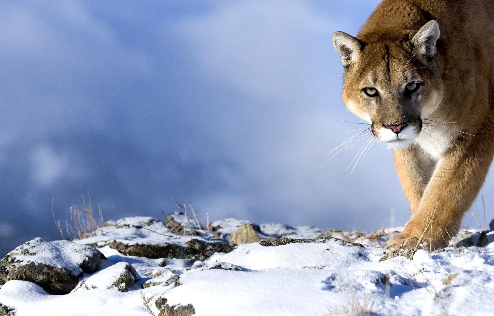 puma, animals, winter, blue wallpapers for tablet