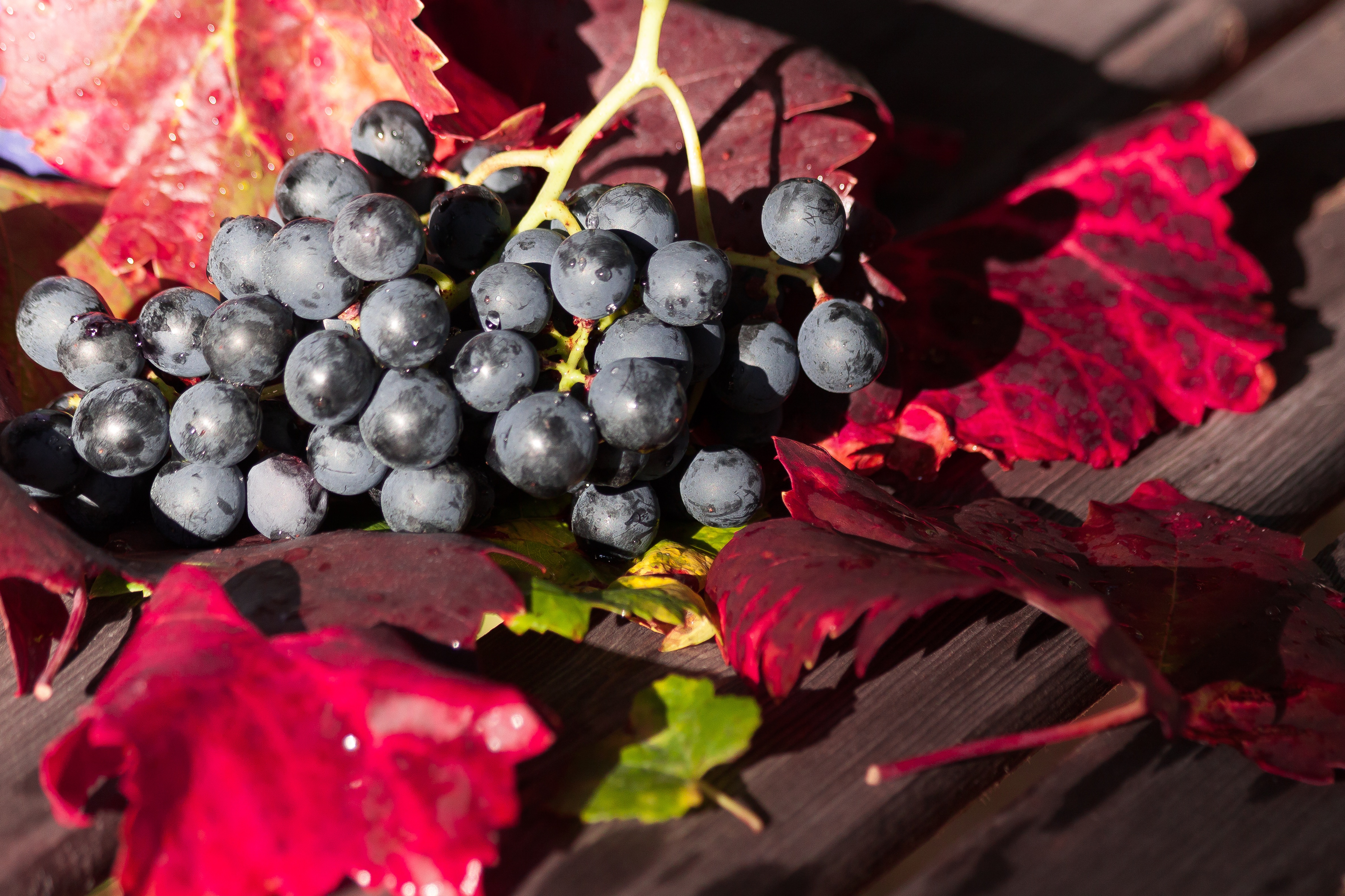 grapes, food, berries, branch, ripe, harvest 1080p