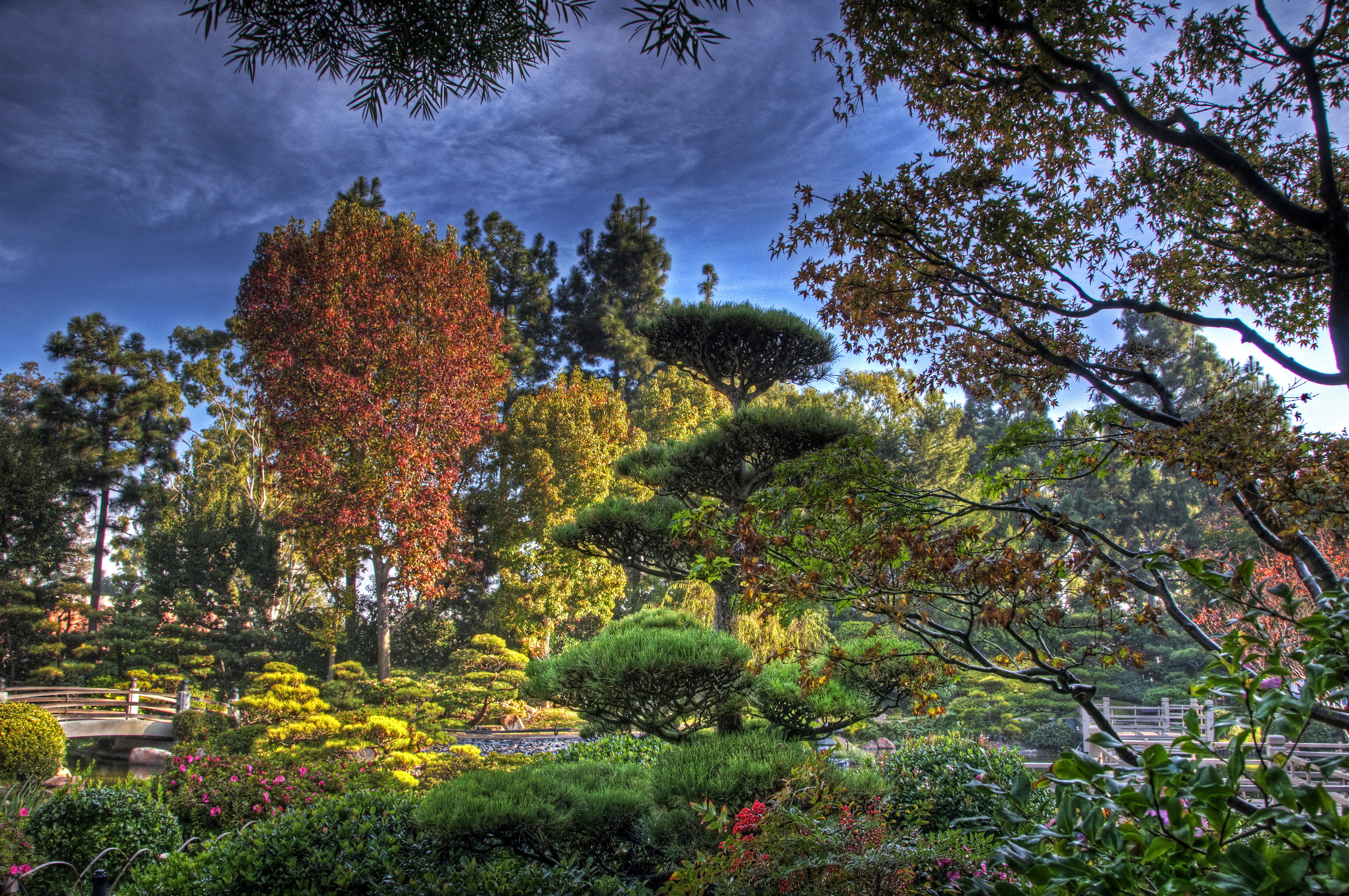 There are trees in the garden. Ботанический сад Киото. Японский сад Эрл Бернс Миллер. Парк Дендрарий. Деревья в саду.