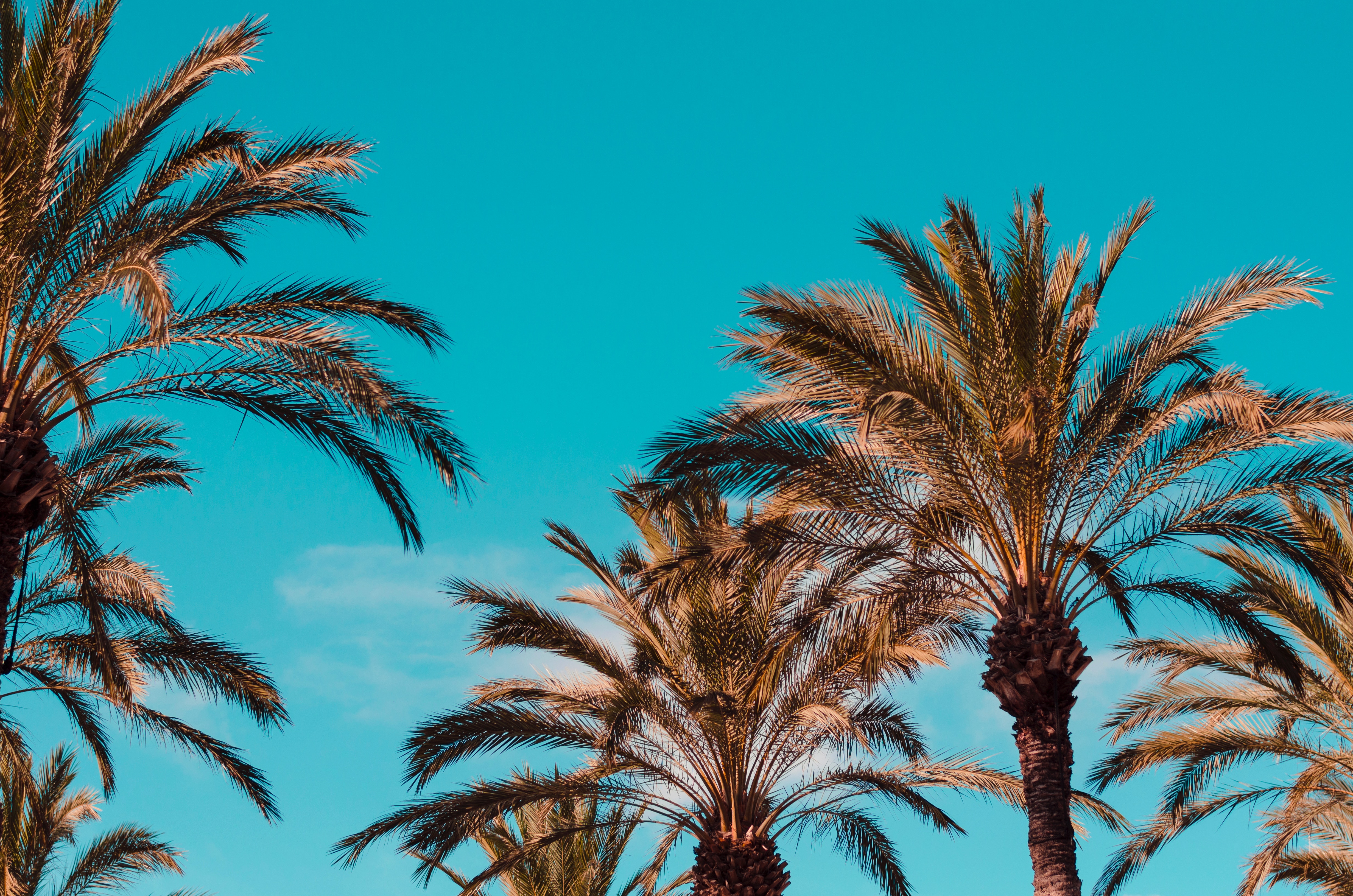 Free download wallpaper Genoa, Nature, Palms, Italy on your PC desktop