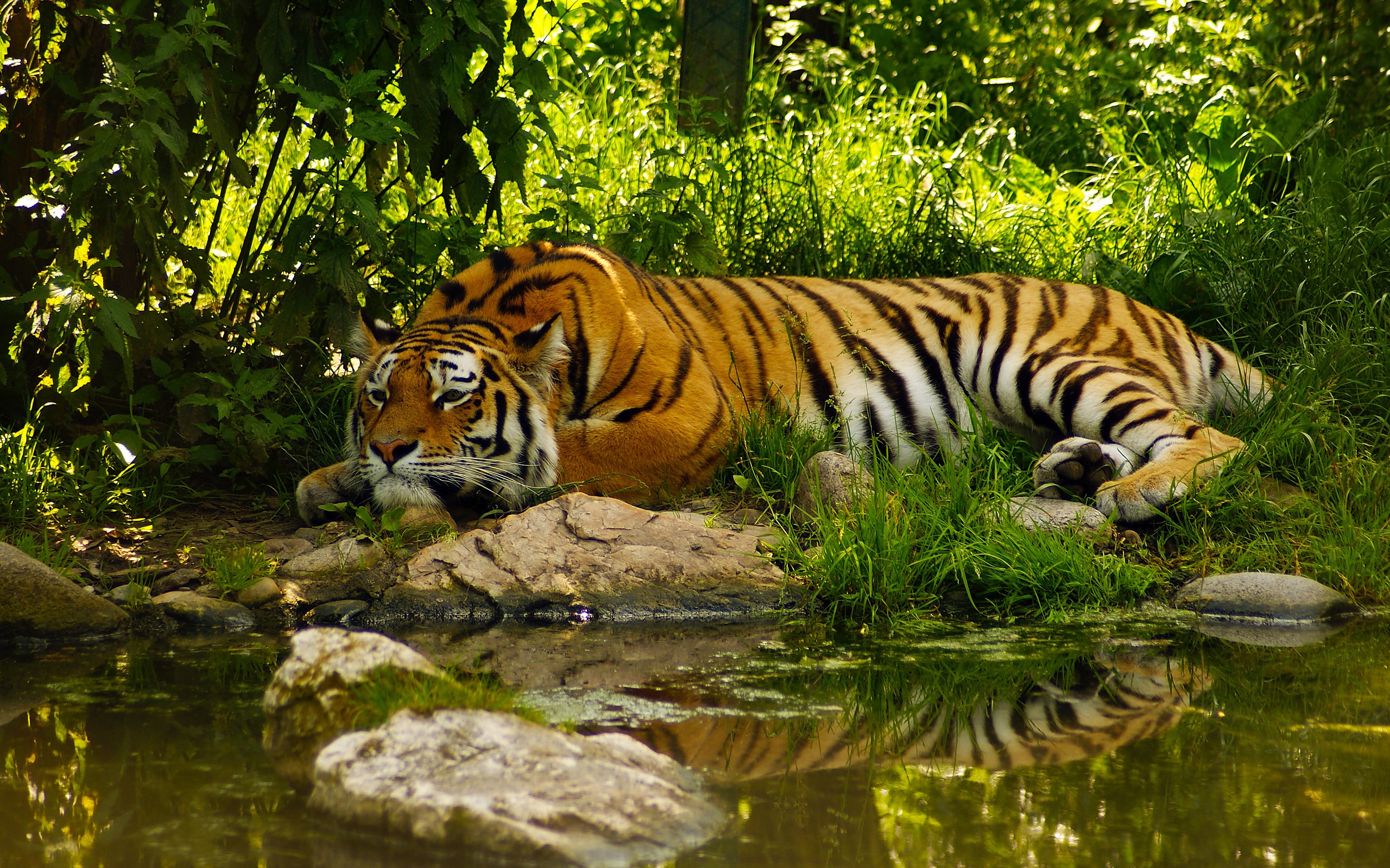 Тайгер тигр в джунглях