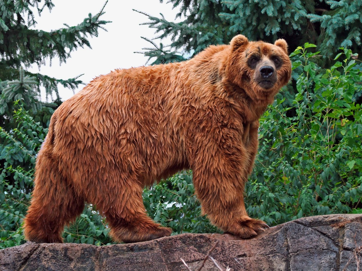 Аляскинский бурый медведь