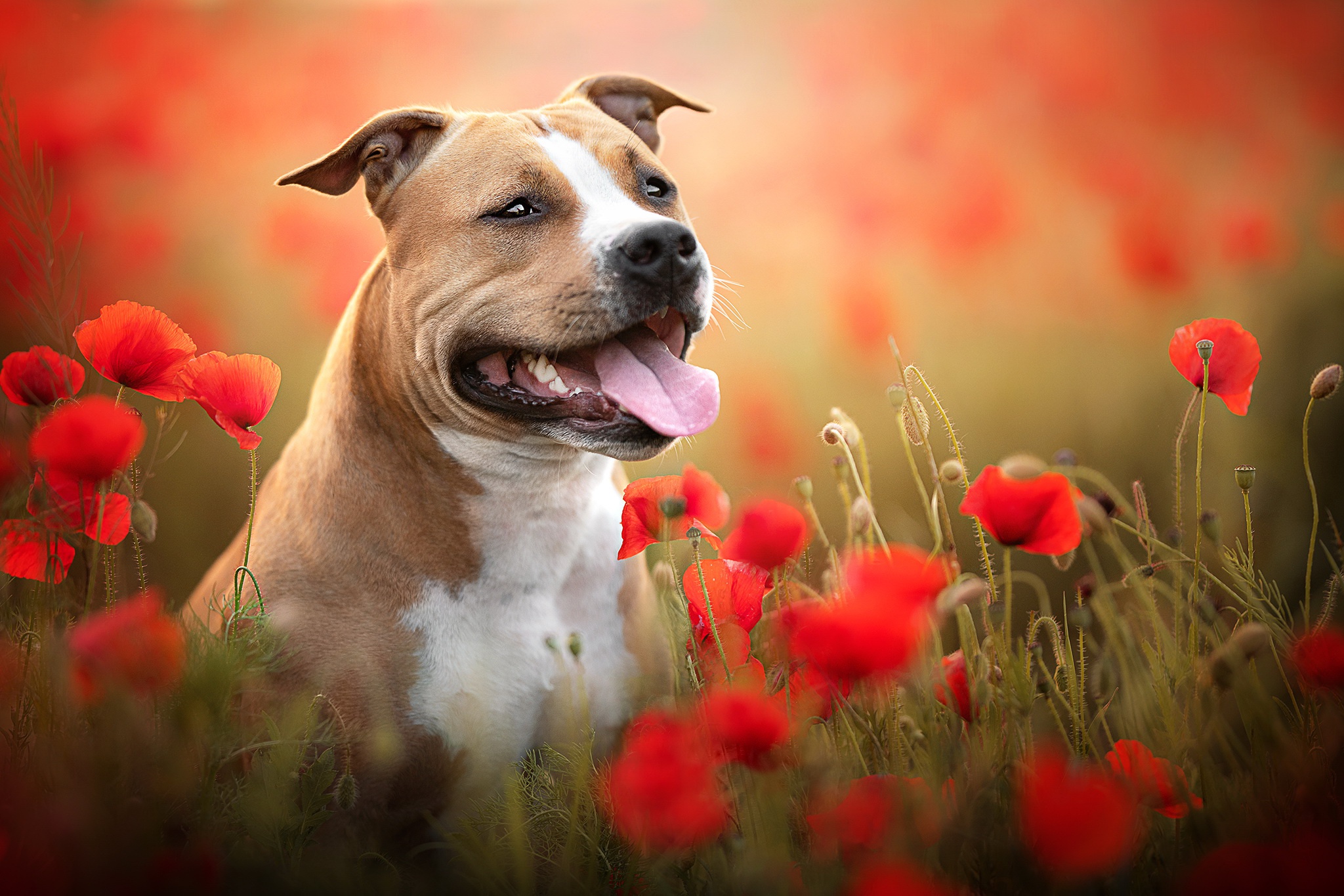 465541 завантажити шпалери тварина, бультер'єр, пес, мак, червона квітка, собаки - заставки і картинки безкоштовно